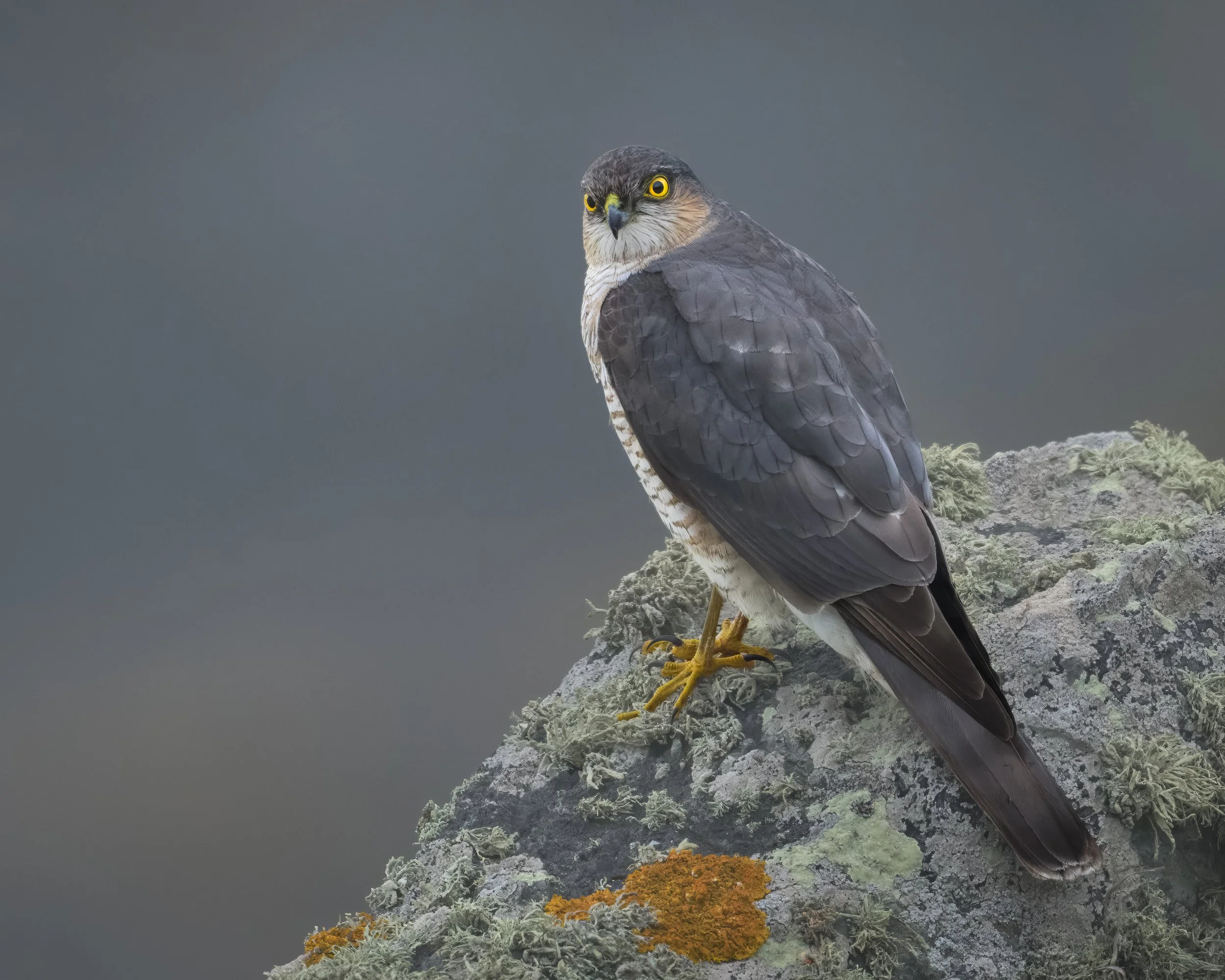 Sparrowhawk