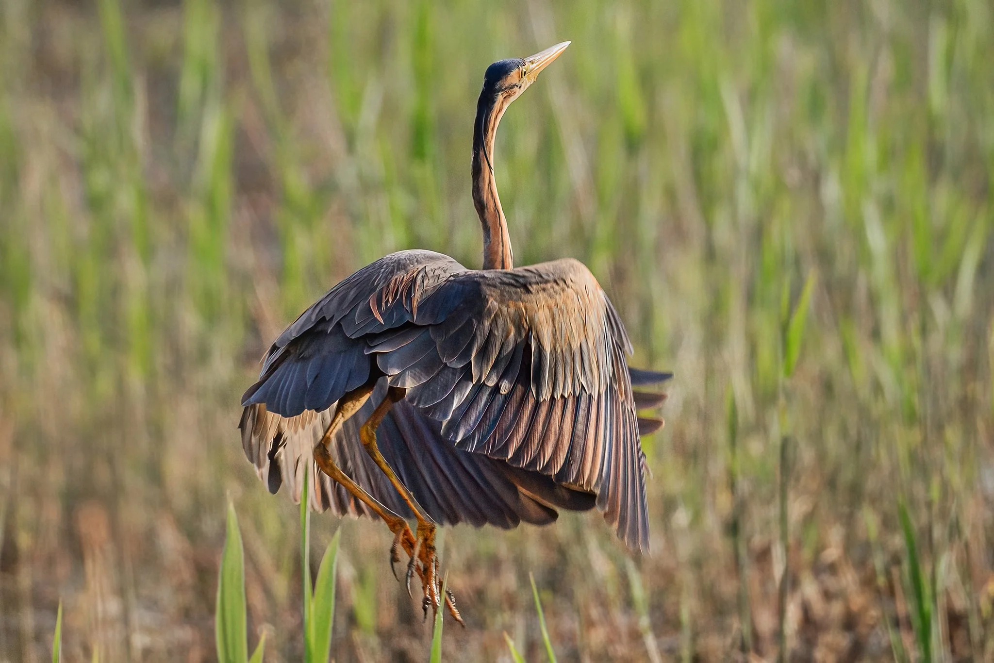Purple Heron