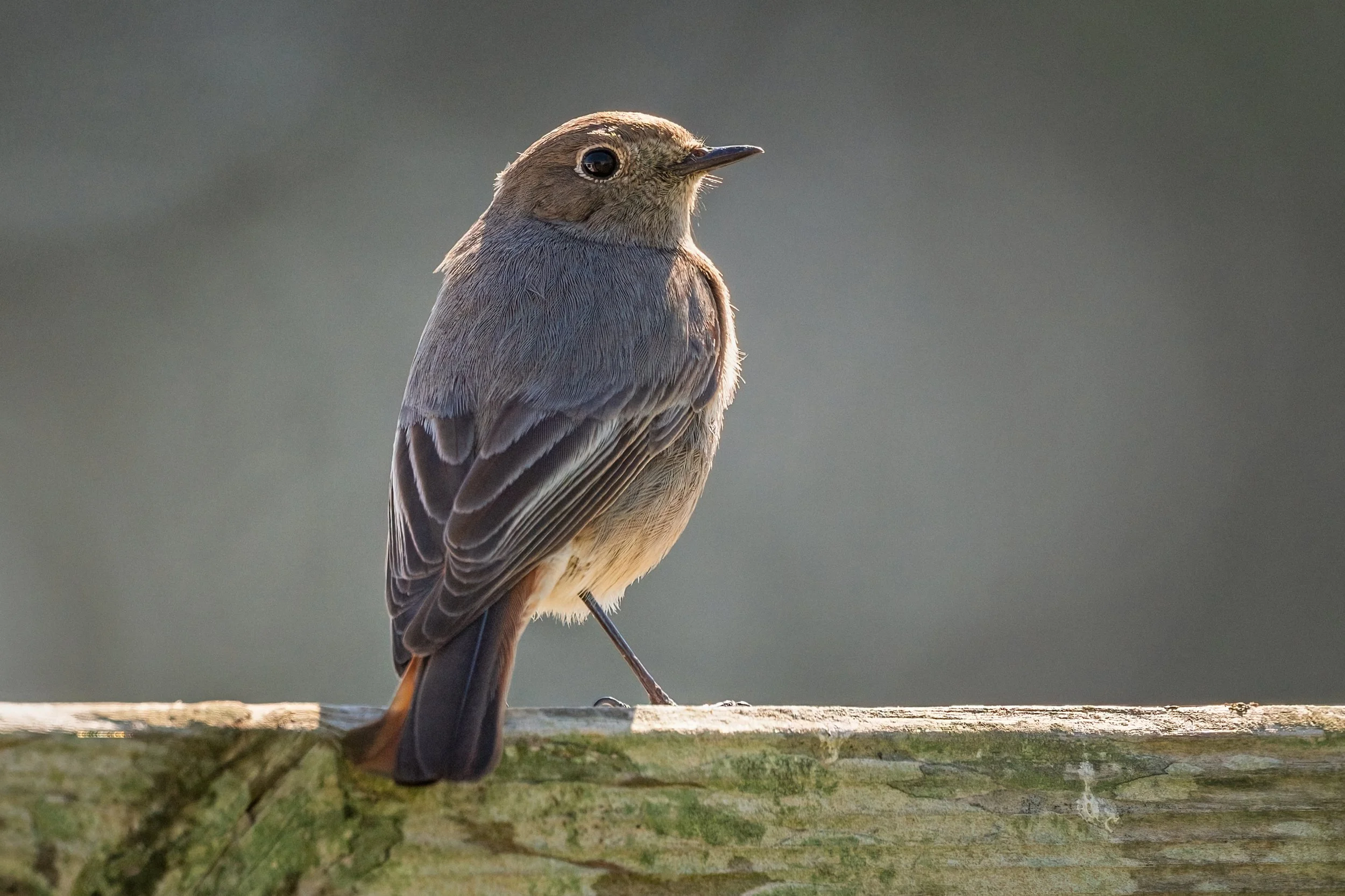 Black Redstart