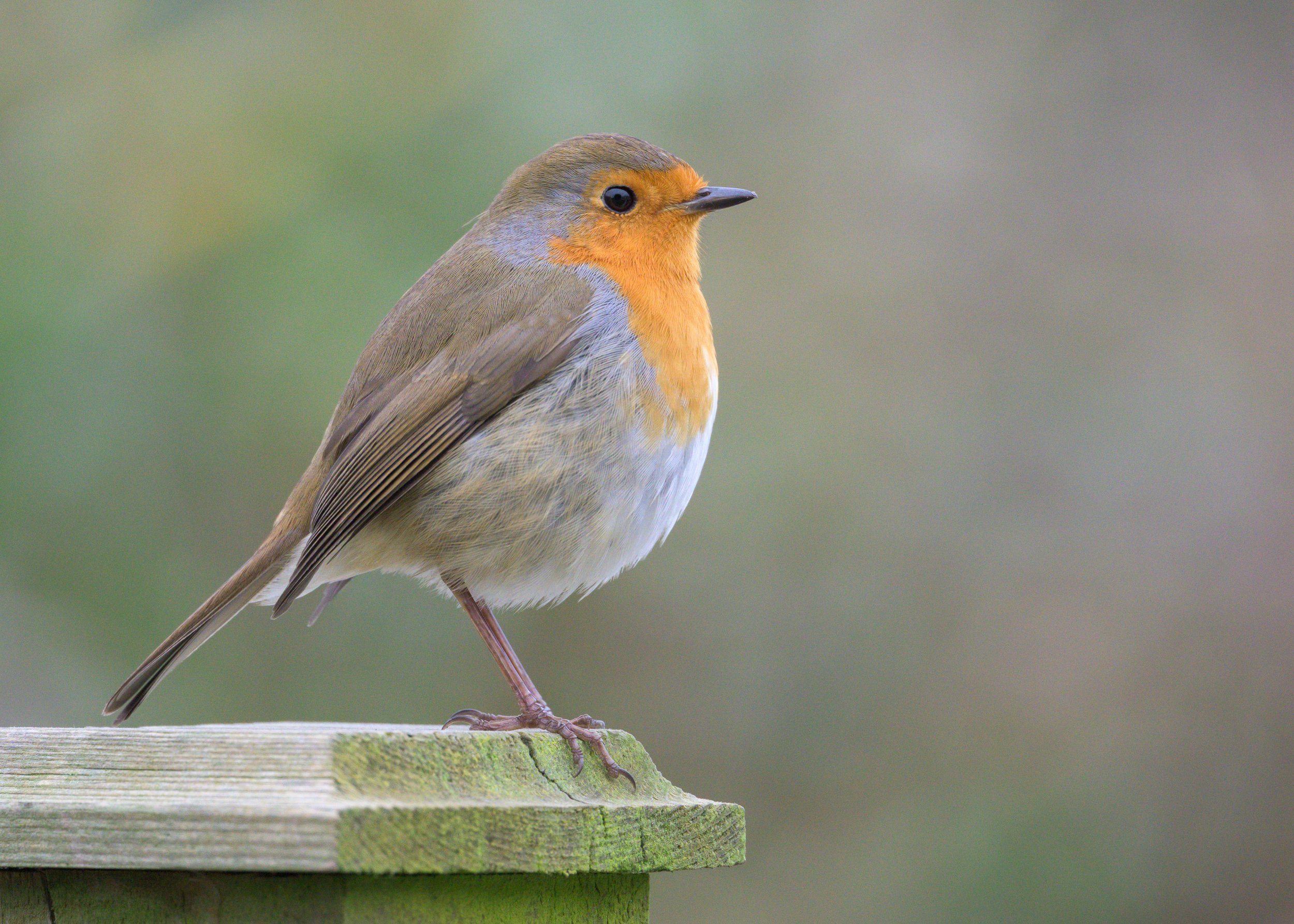 Robin