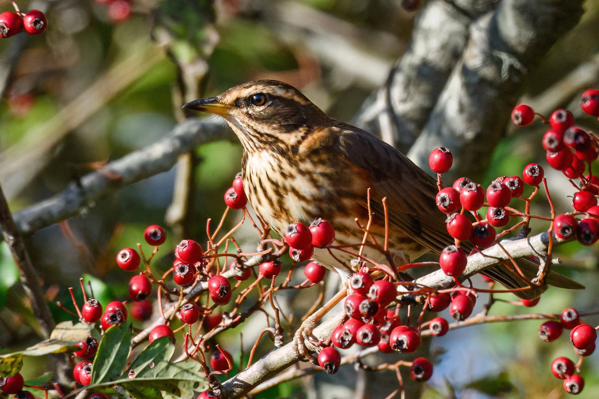 Redwing