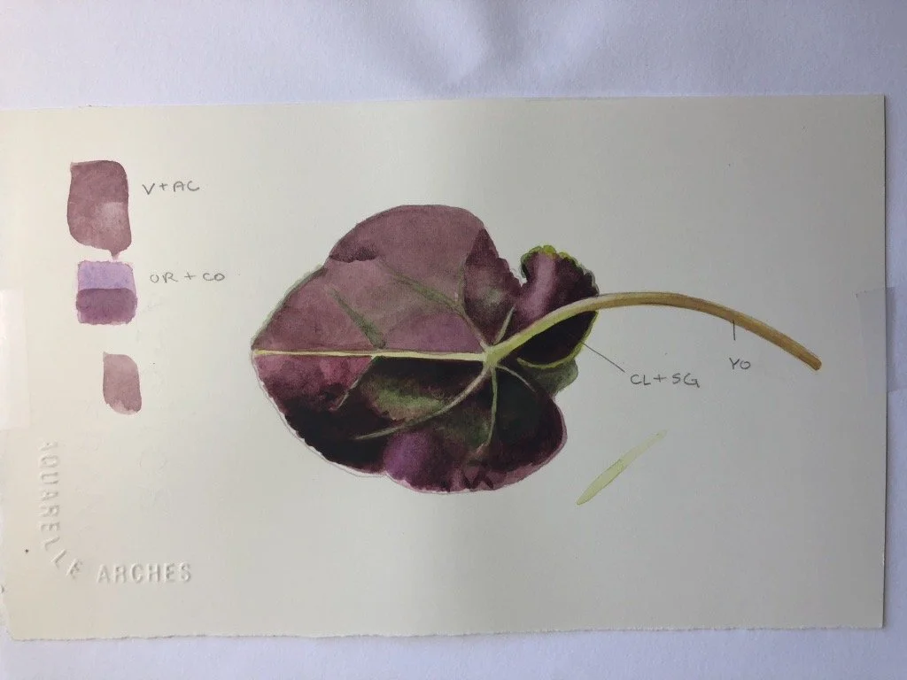 A watercolor illustration of a leaf with color-coded annotations and labels for different parts, including a color palette on the left, with a beige background.