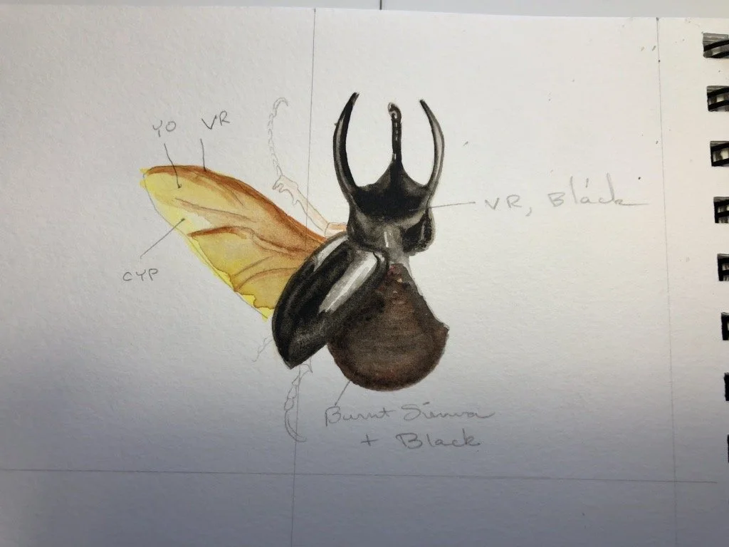 A detailed watercolor illustration of a beetle, with annotations indicating parts such as wing, VR, blade, cyp, and burnt sienna and black coloration.