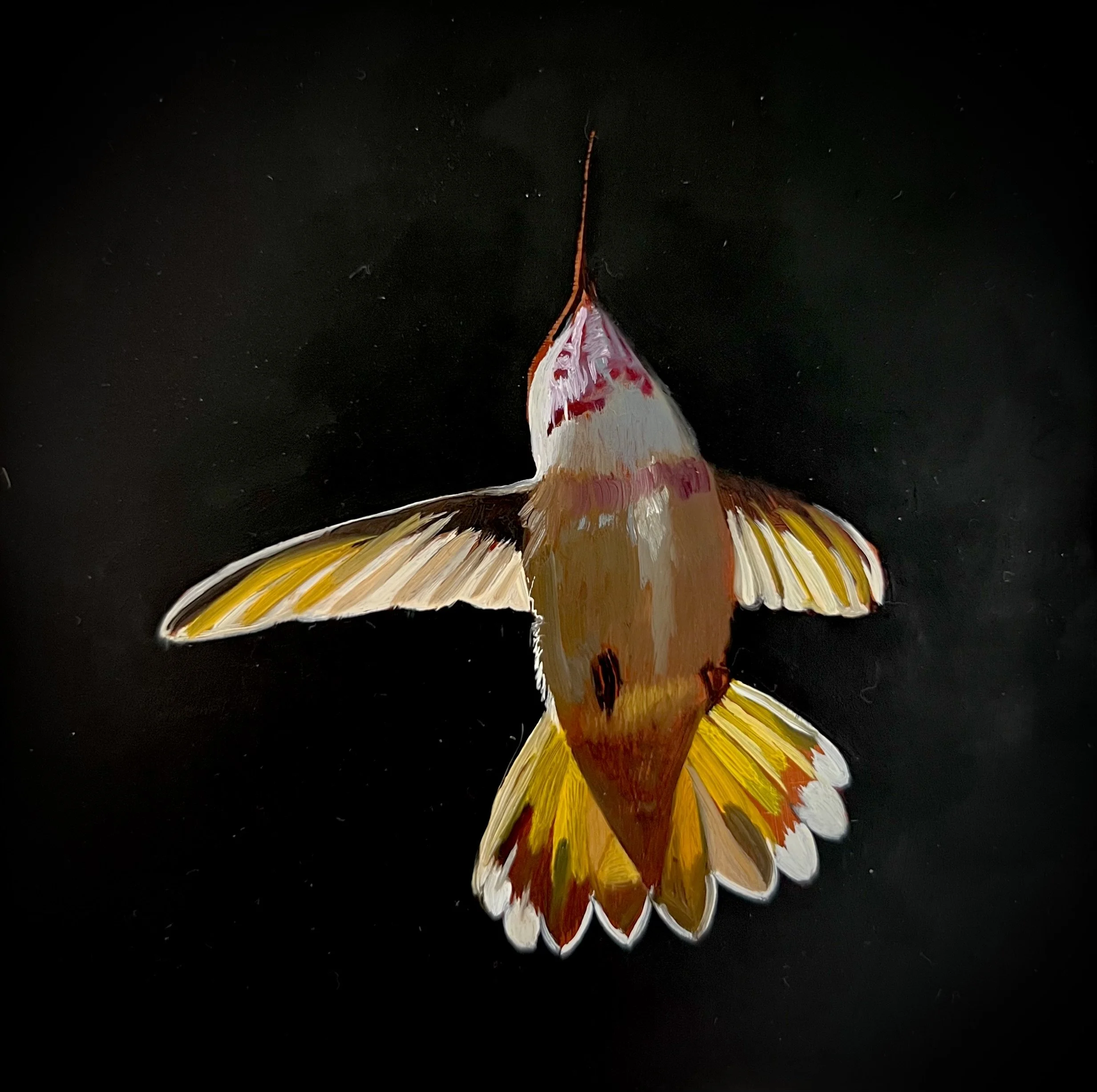 Hummingbird Study | Oil on copper | 4 ⨉ 4 inches | after a photo by Keith Spangle