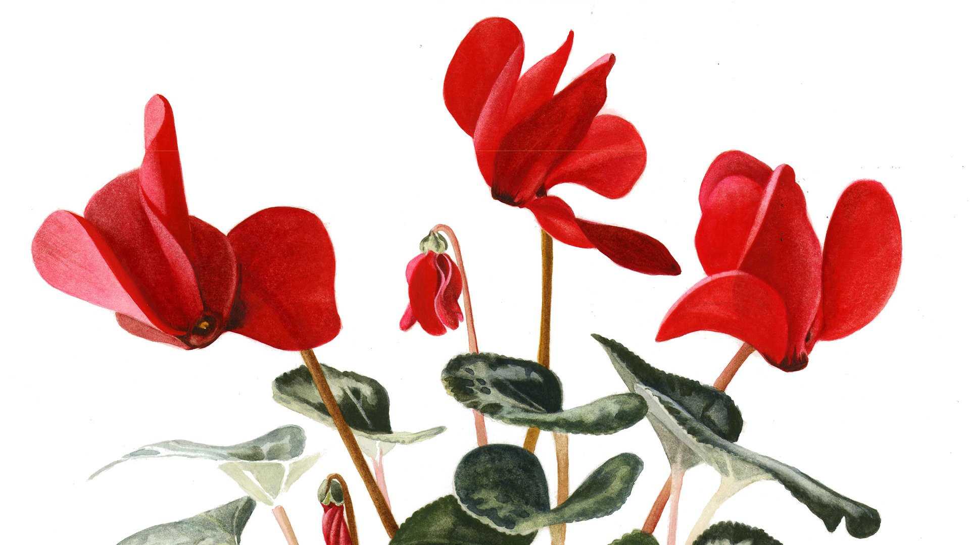 Cyclamen Banner.jpg