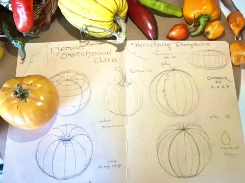 Open sketchbook with pumpkin sketches and notes, surrounded by real colorful peppers and a tomato on a table.