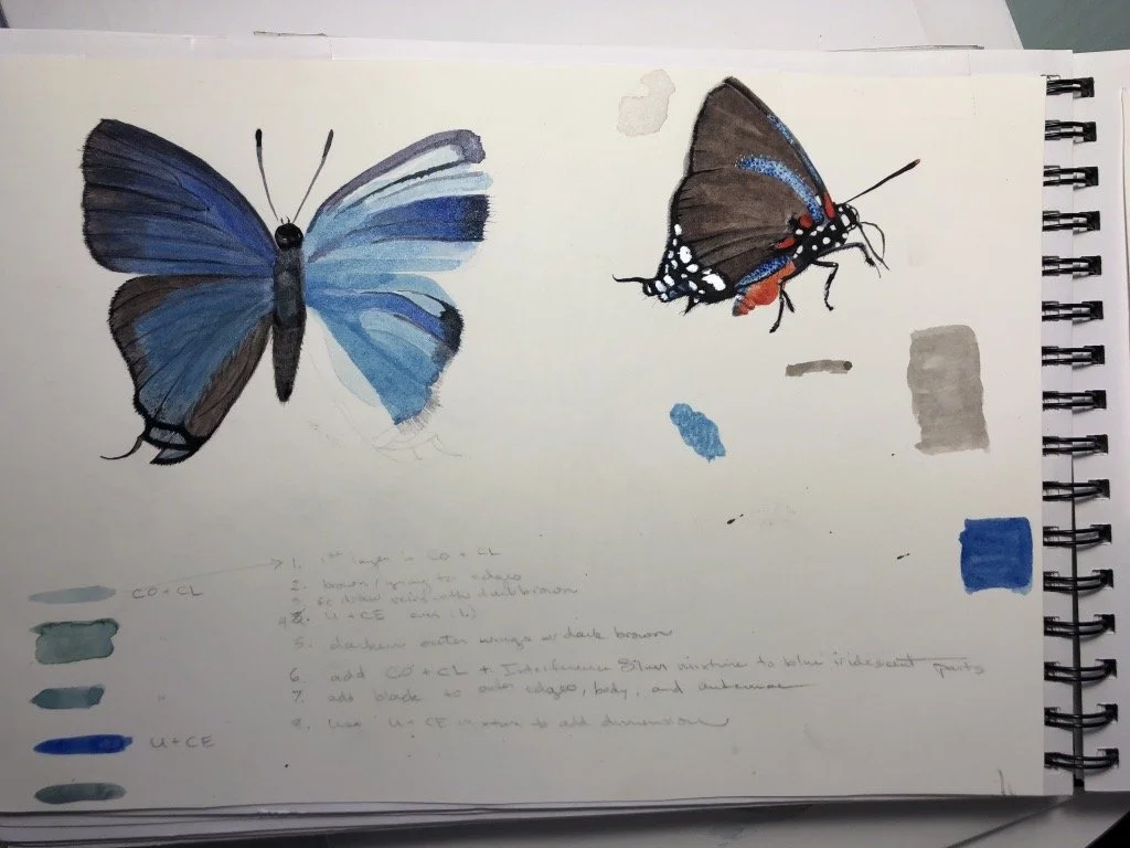 Hand-drawn watercolor illustration of two butterflies, one with blue and black wings on the left and one with brown and white wings on the right, on a sketchbook page with color swatches and notes.