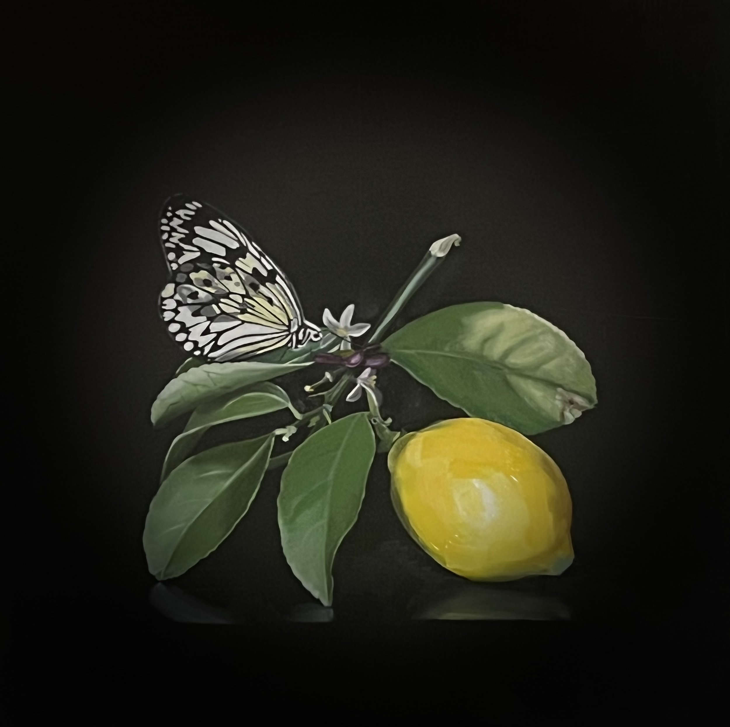 A black background with a collection of green leaves, a yellow fruit, and a black-and-white butterfly.