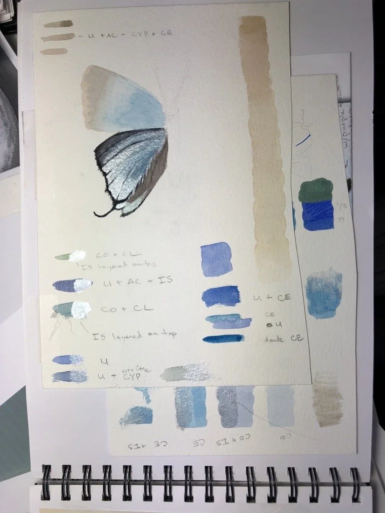 Hand-painted butterfly illustration on watercolor paper with color mixing notes and swatches in shades of blue, gray, and beige.