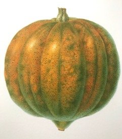 IMG_2301.jpeg