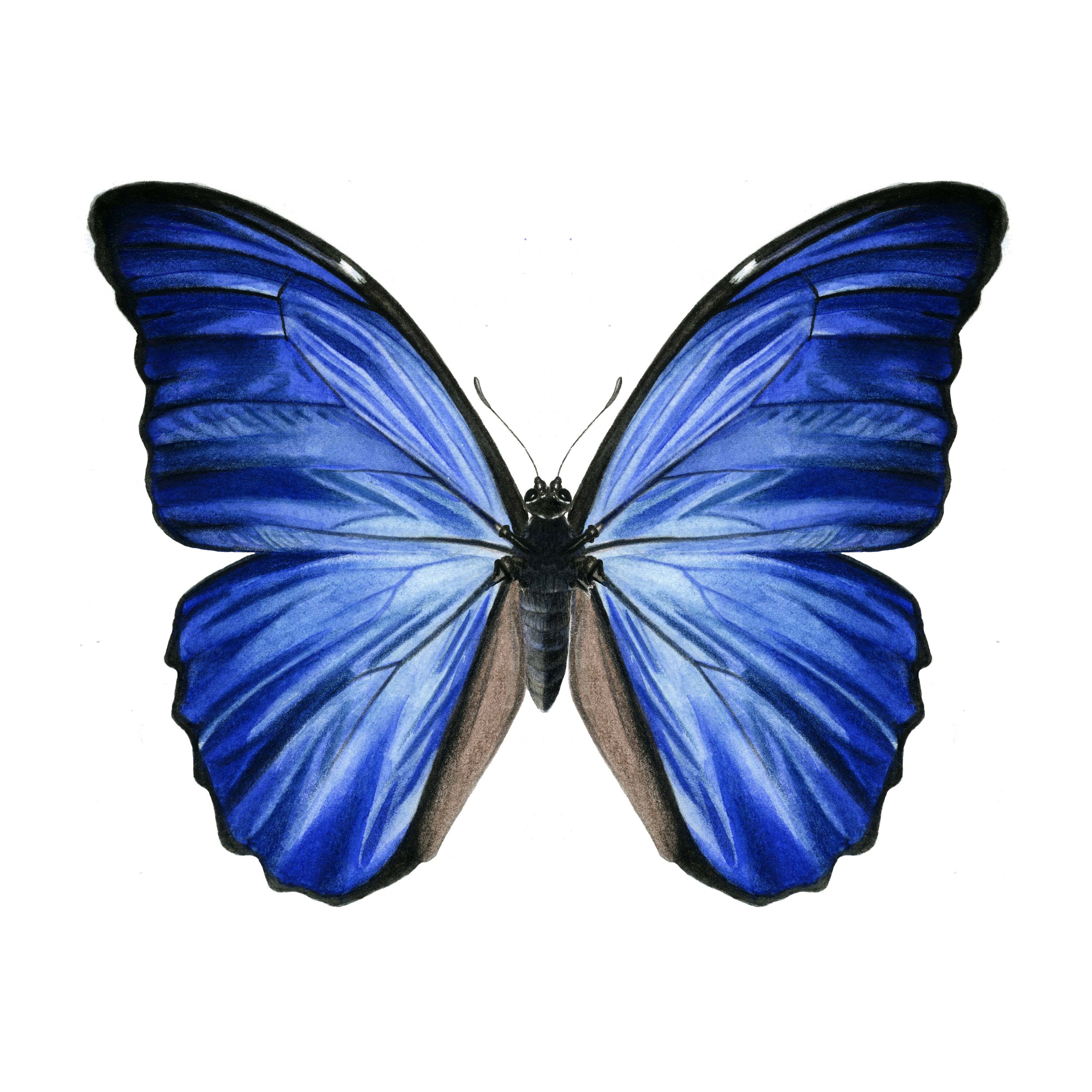 BLUE MORPHO.jpg