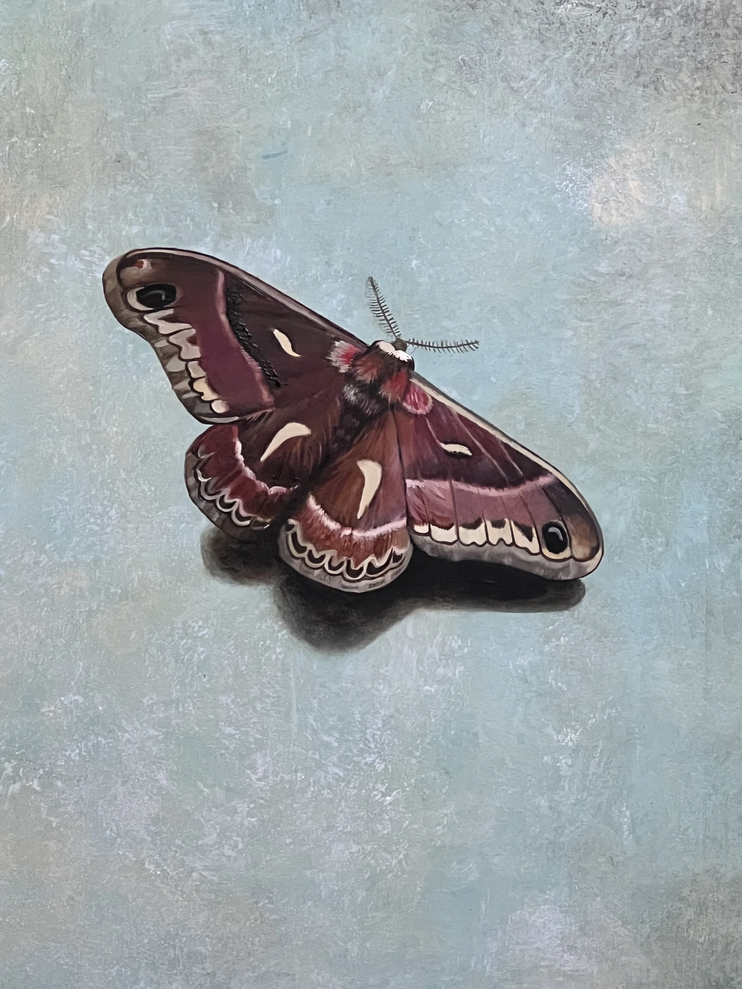 "Atlas Moth on a Field of Blue Mist" (detail)