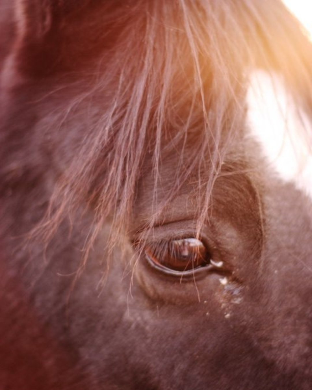 We shoot our horses ‘round here