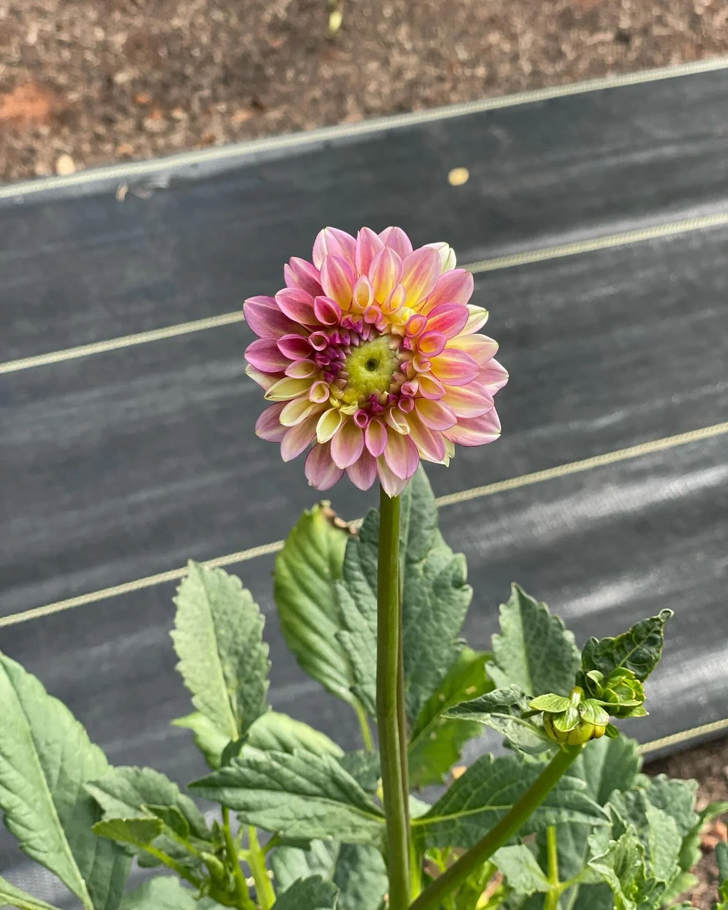 Our first dahlia of the season and she has us starry eyed!