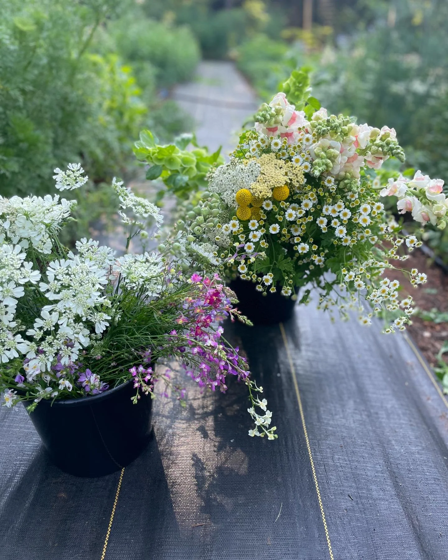 Good morning from the flowers!