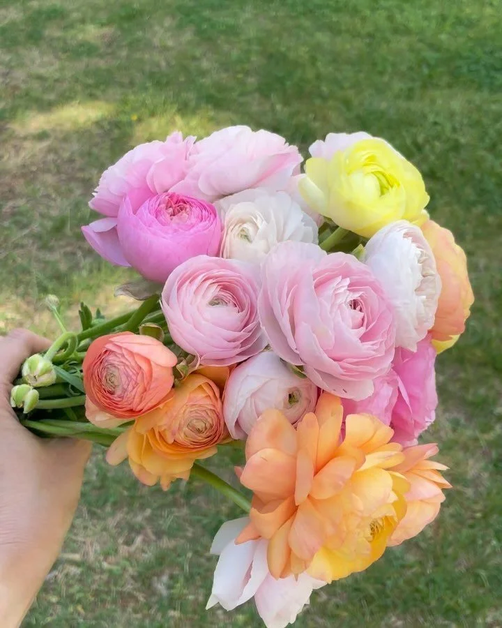 The ranunculus sure have been dreamy ✨ with the warm days they&rsquo;ll go dormant soon and we get to welcome new flowers!
