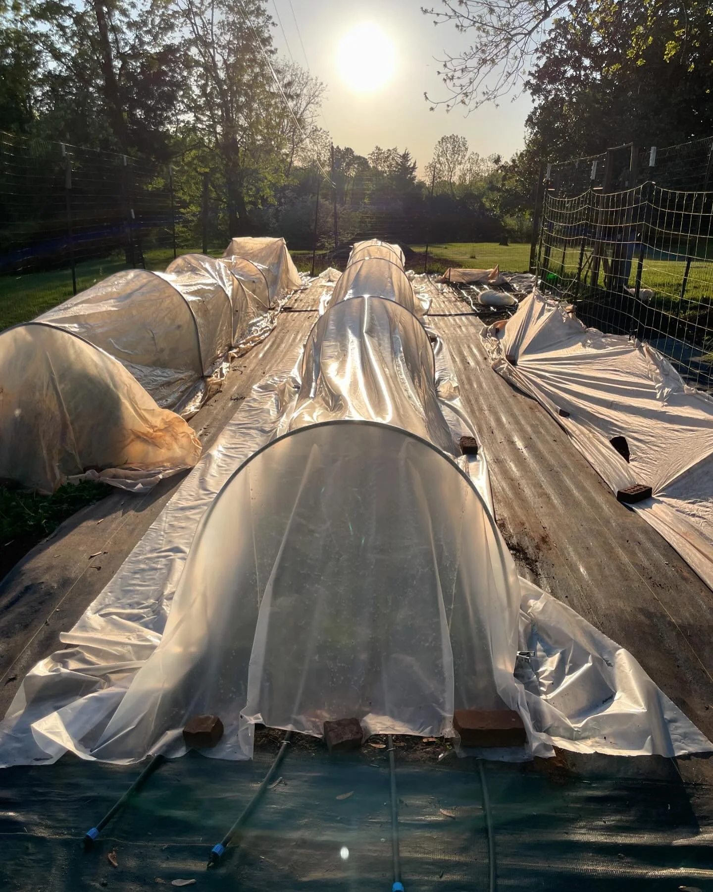 Everyone got tucked in for a chilly night given the threat of frost. Sleep tight plant babies!