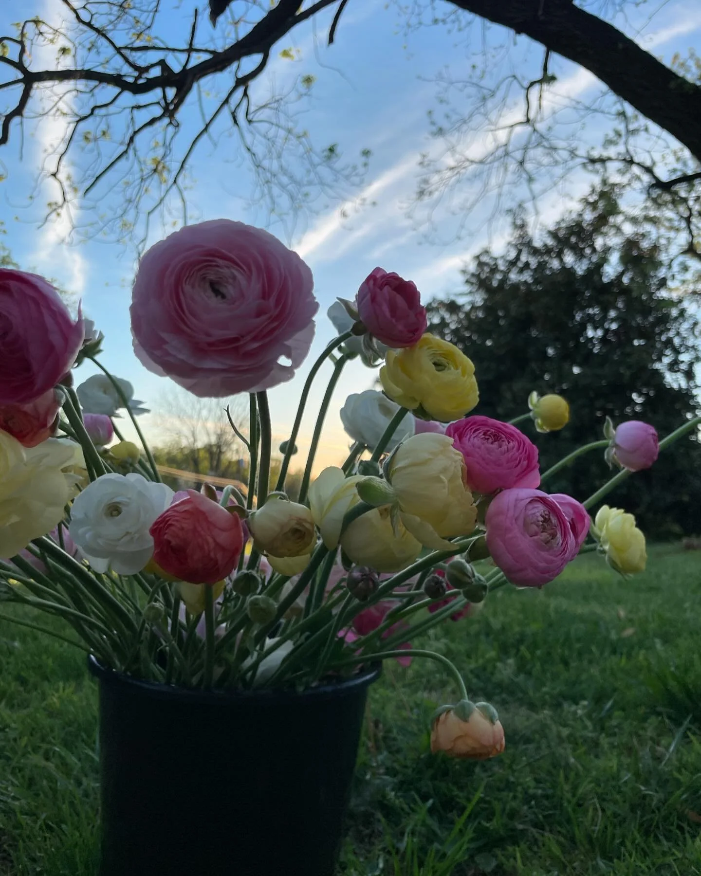 We&rsquo;ve got bunches of ranunculus to beautify your weekend! Reach out to get yours- you deserve it! 💐