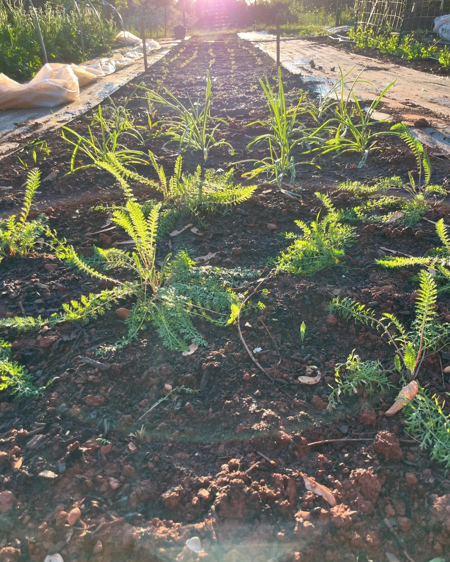 It was a productive and beautiful day of planting 🌱 and harvesting 🌼The summer is going to be full of flowers friends!