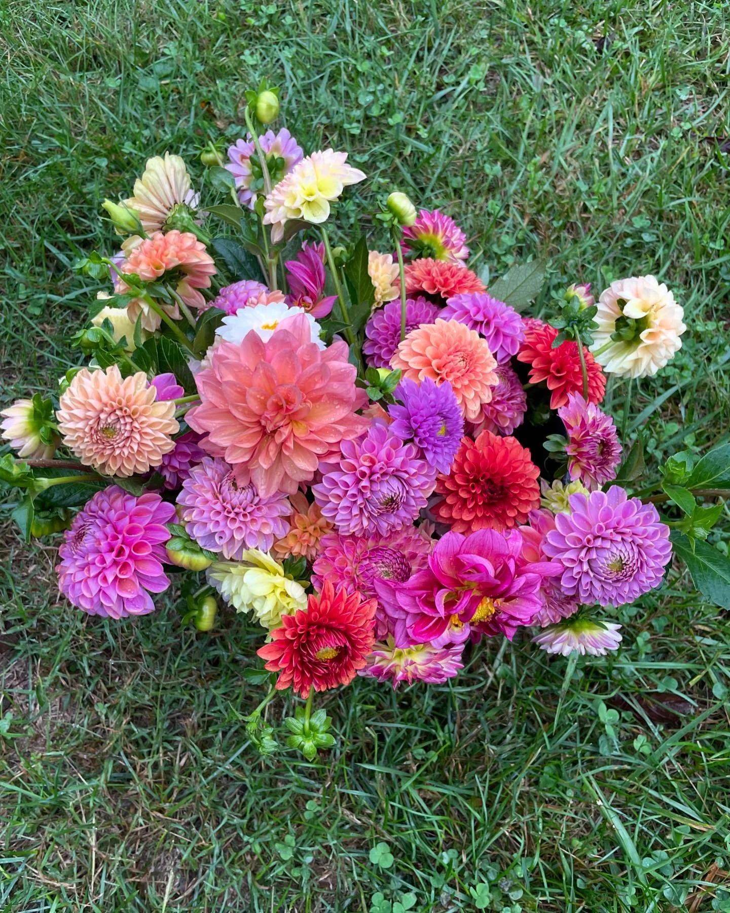 We&rsquo;ve got cheery dahlia bunches available for pick up to brighten up this rainy week for yourself or someone you love! Send us a message to reserve yours. $20/each