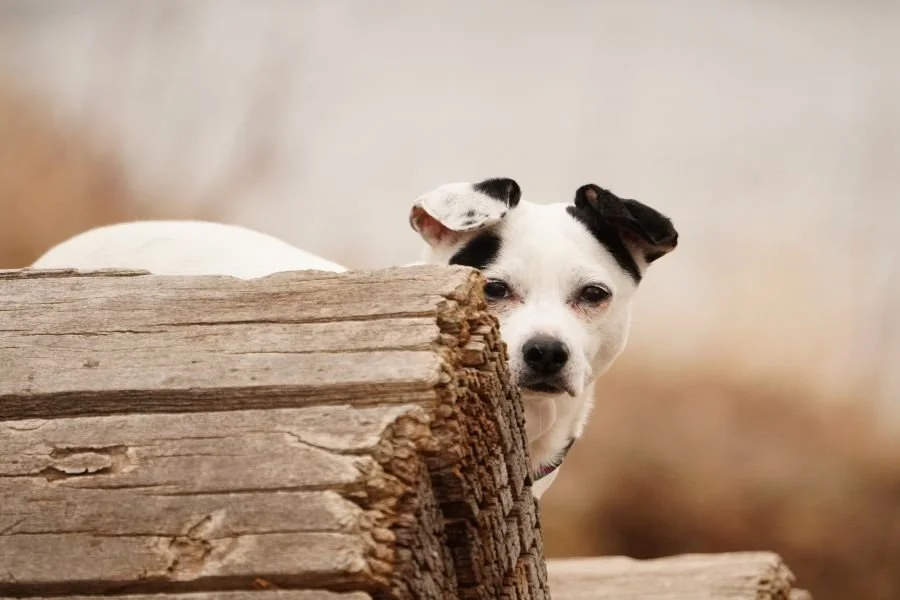 The Dog That Inspired: Part I