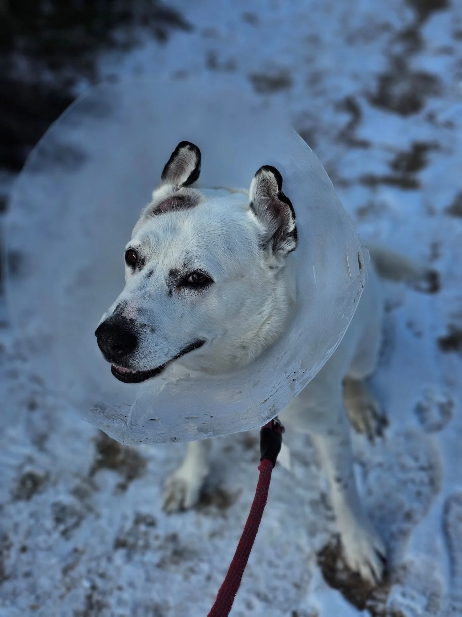 Elle is healing well!