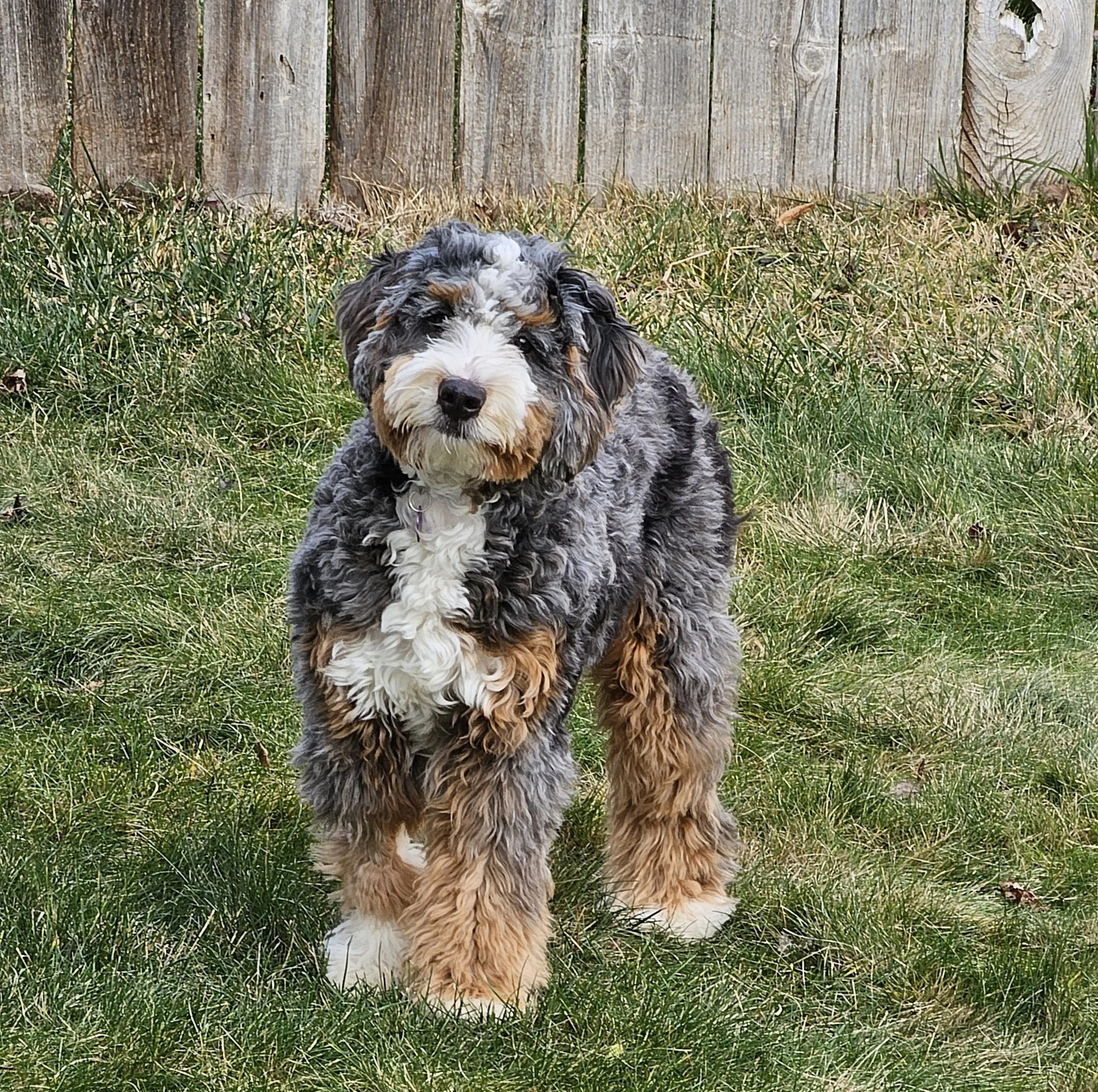 Daisy enjoying the back yard