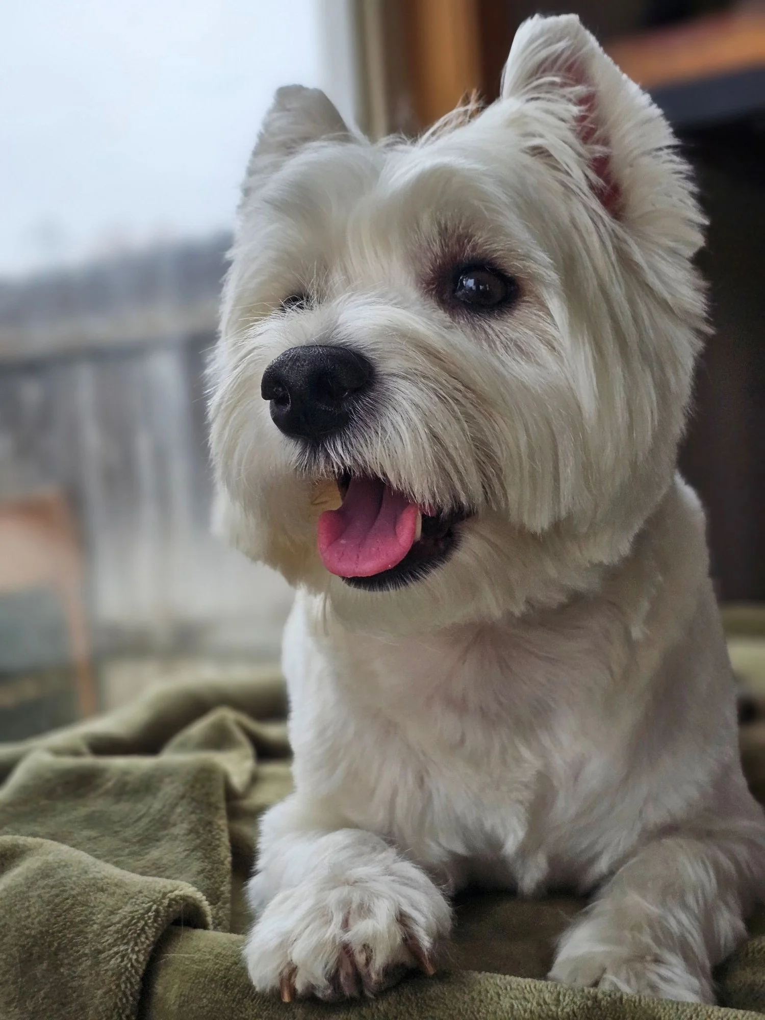 Coco dreams of squirrels