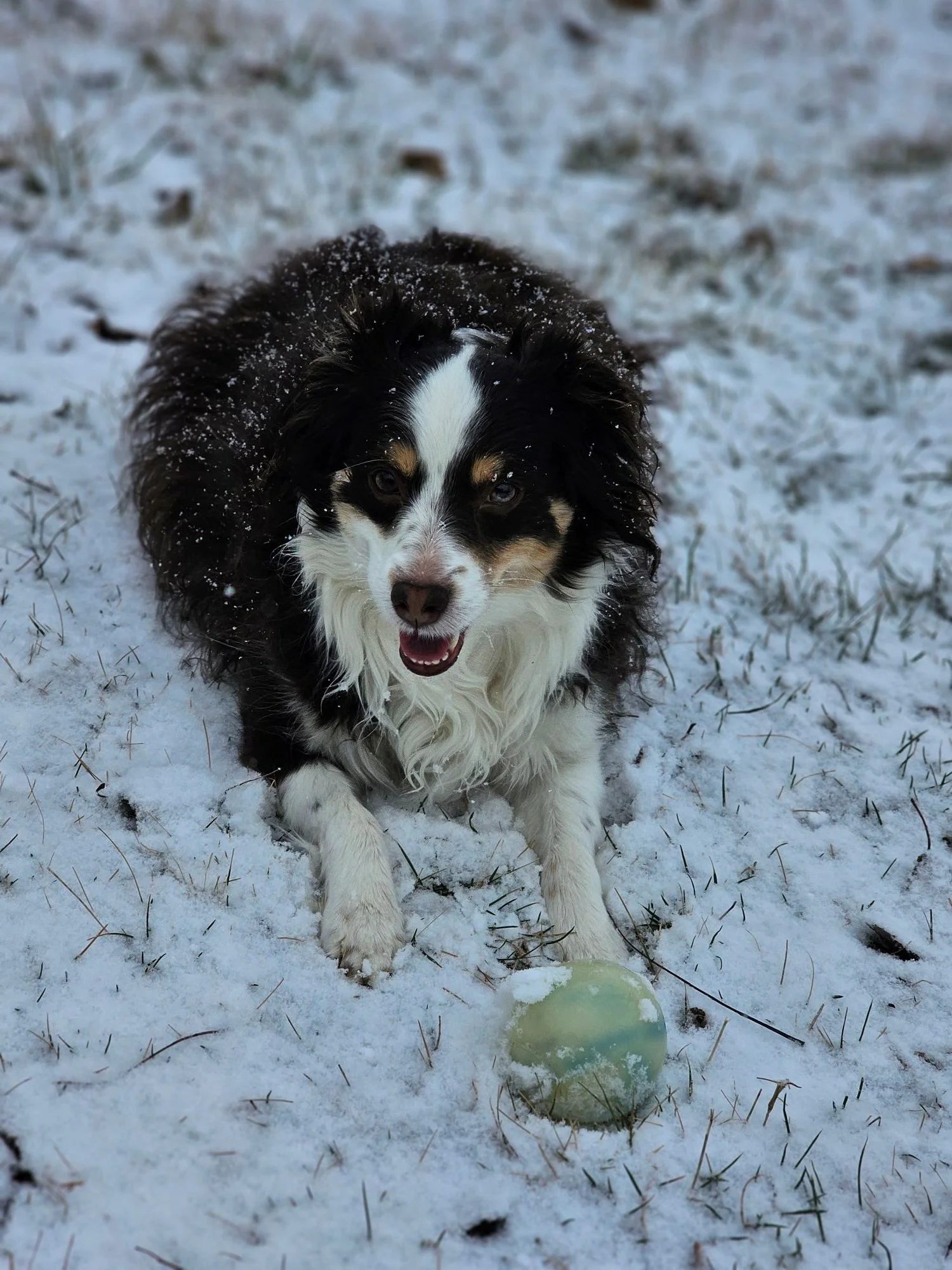 River loves her new ball!