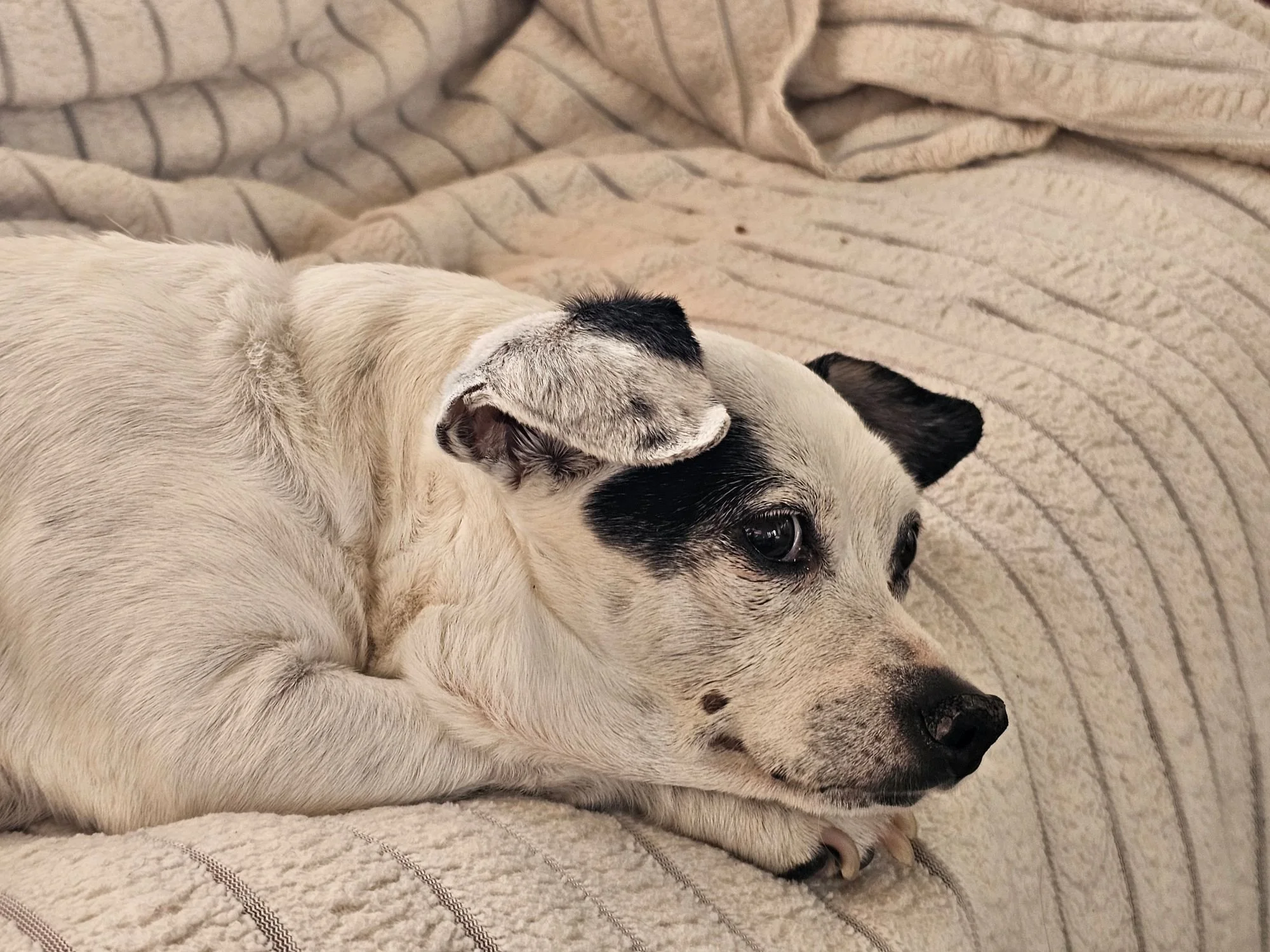 Minnie: Lady of leisure