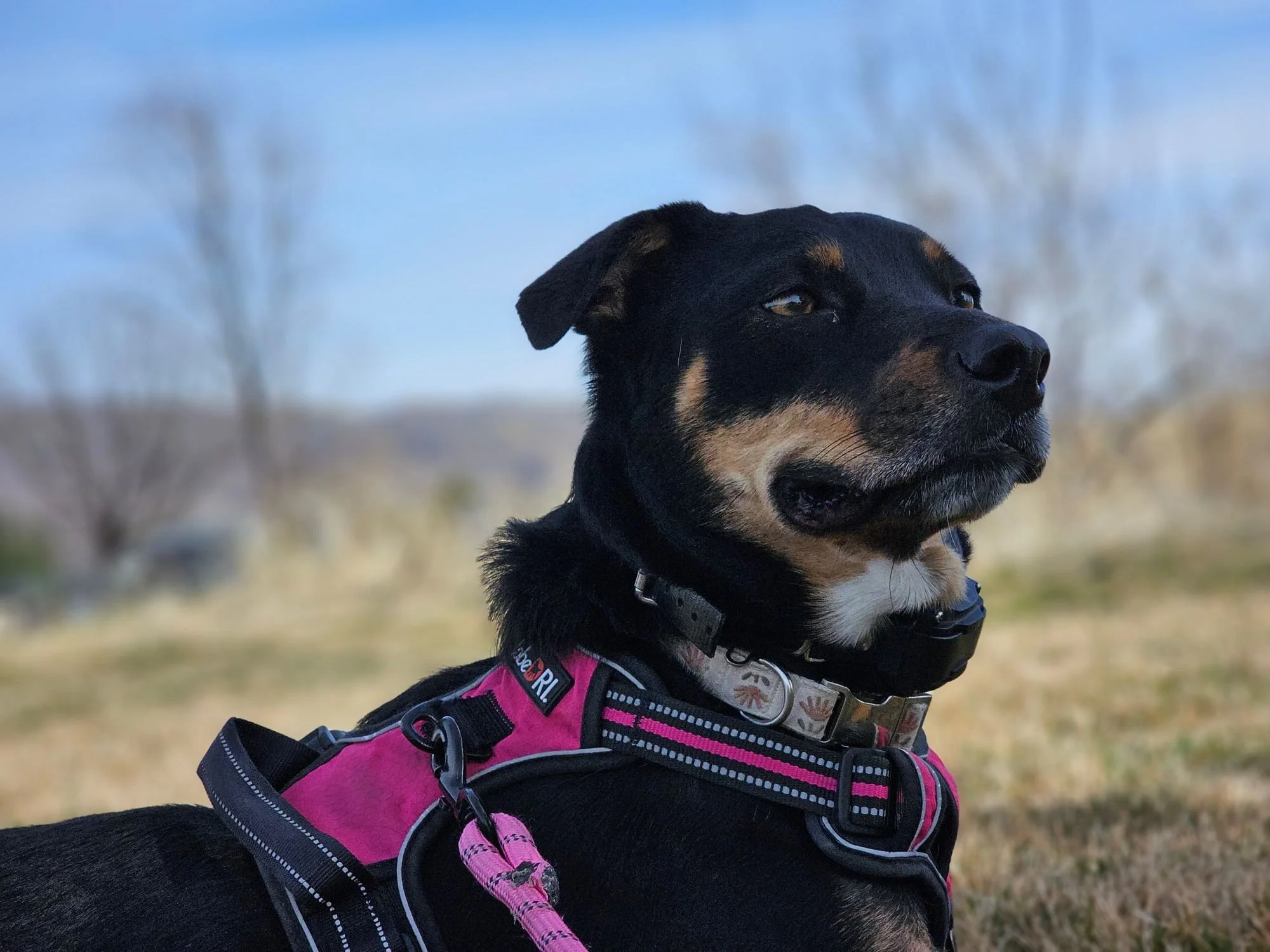 Kona, ready for action