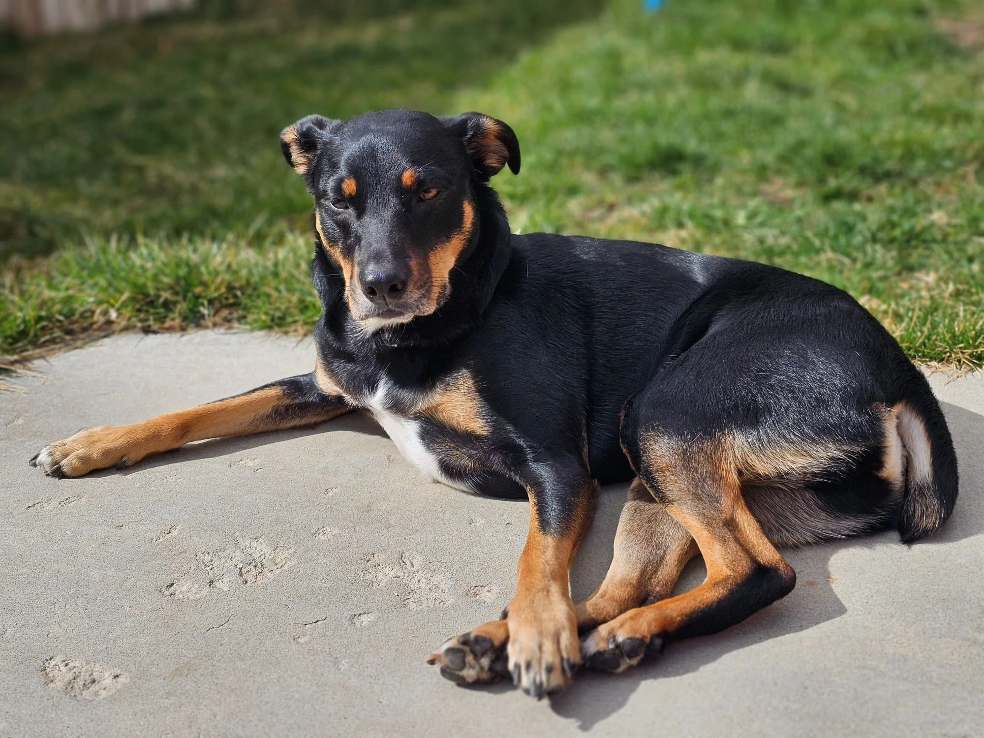 Kona's after-walk sunning session