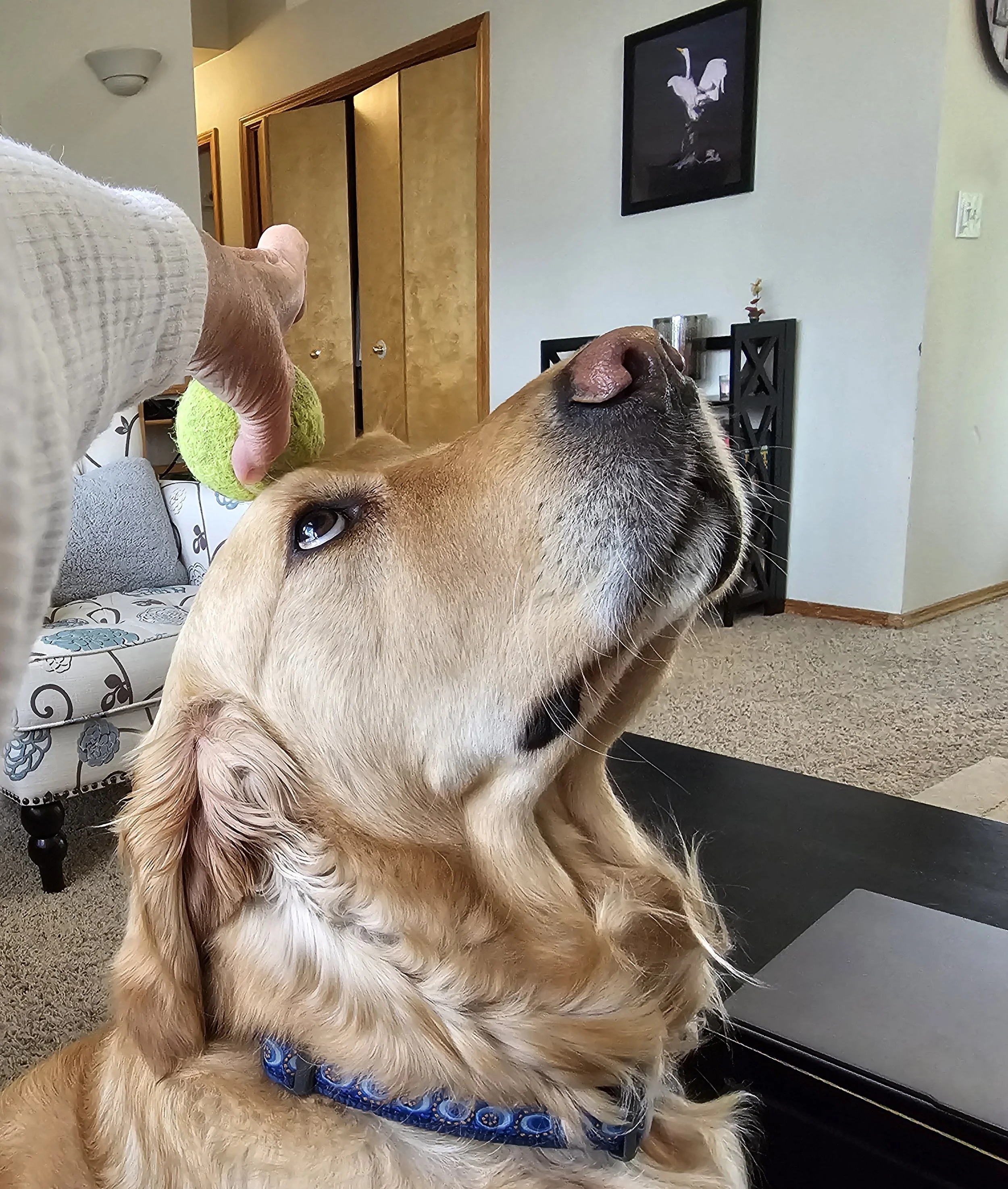 Oliver's balancing act