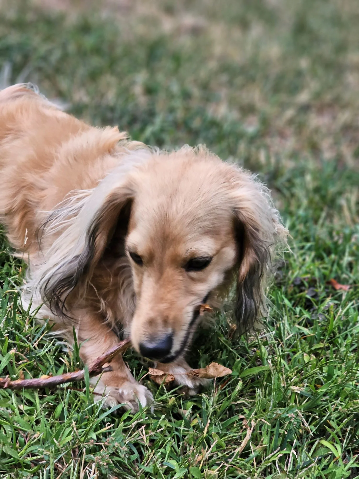 Bleu is enjoying his stick