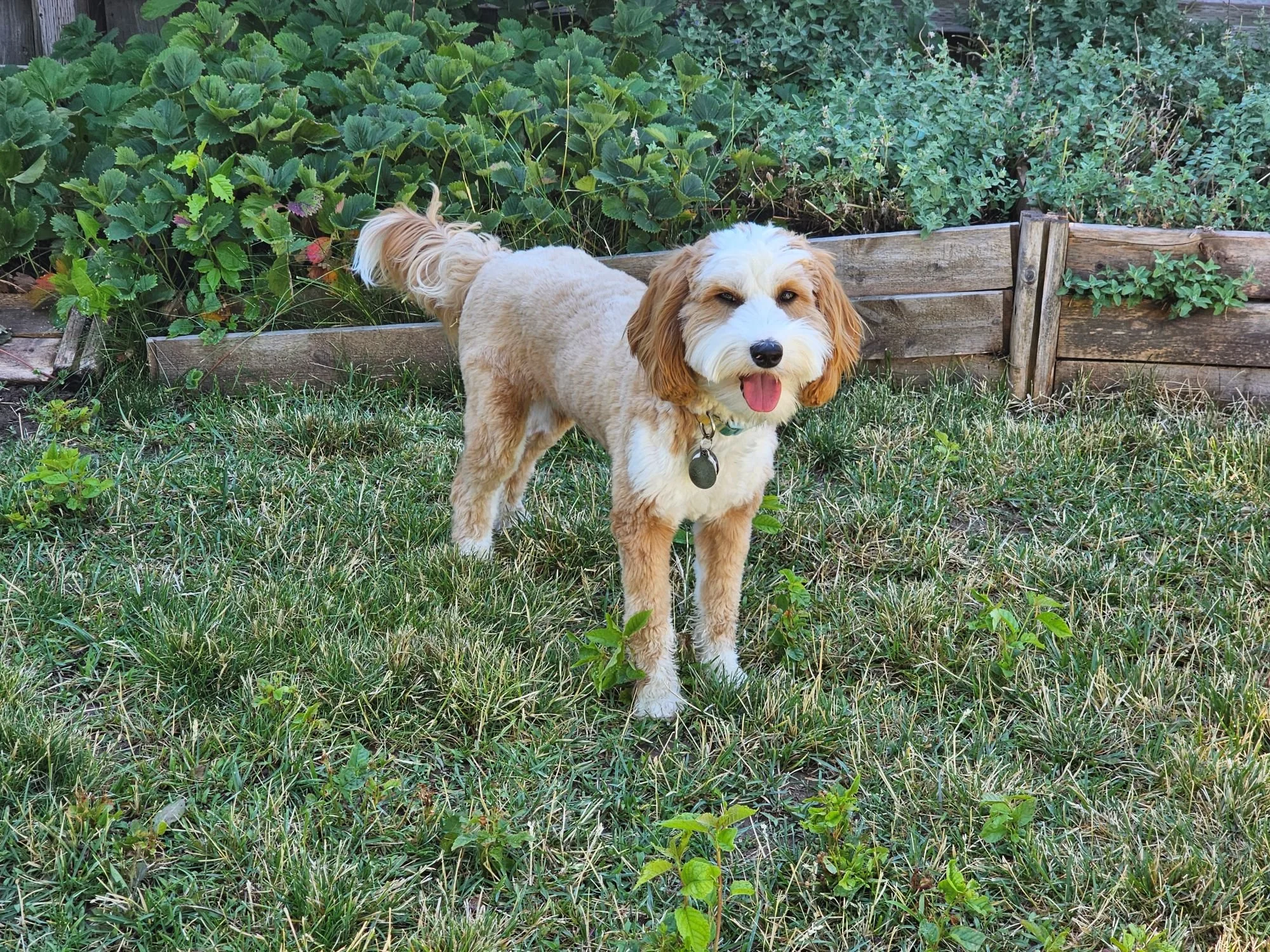 Skye likes the strawberry patch