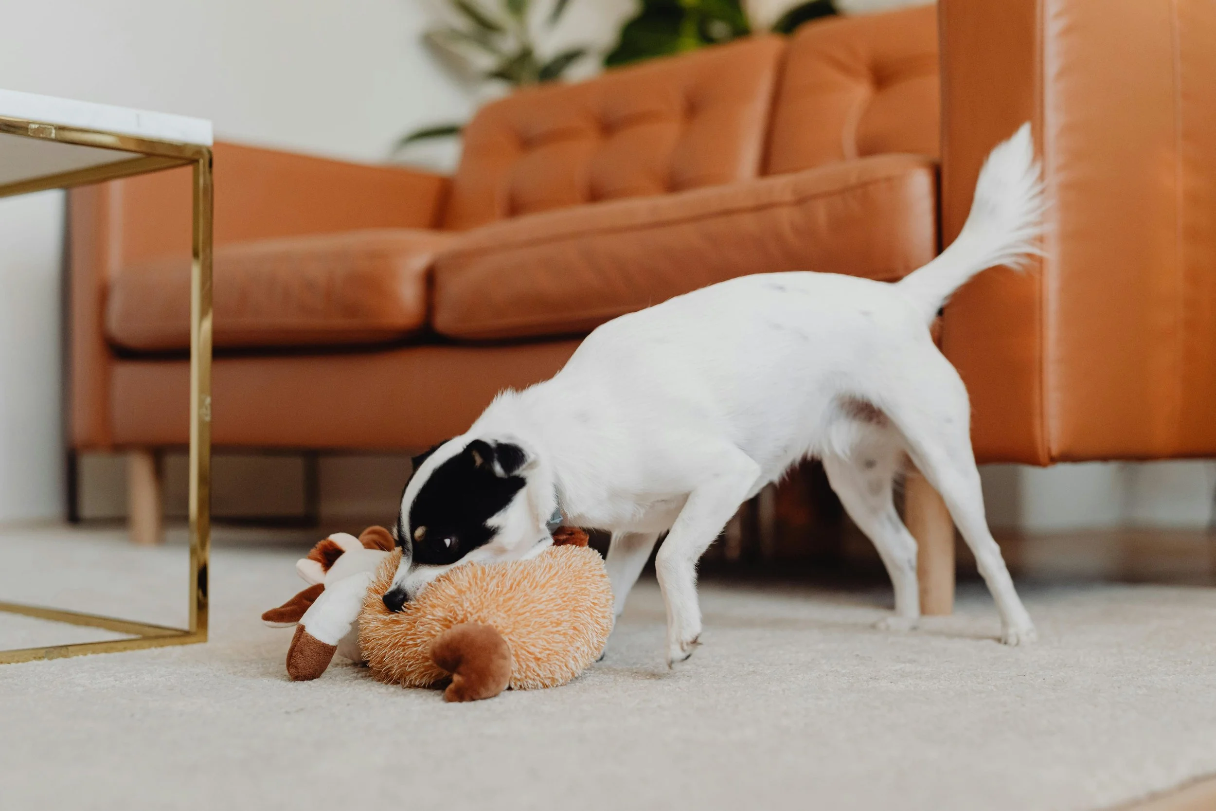 Jack Russell Dog With Toy