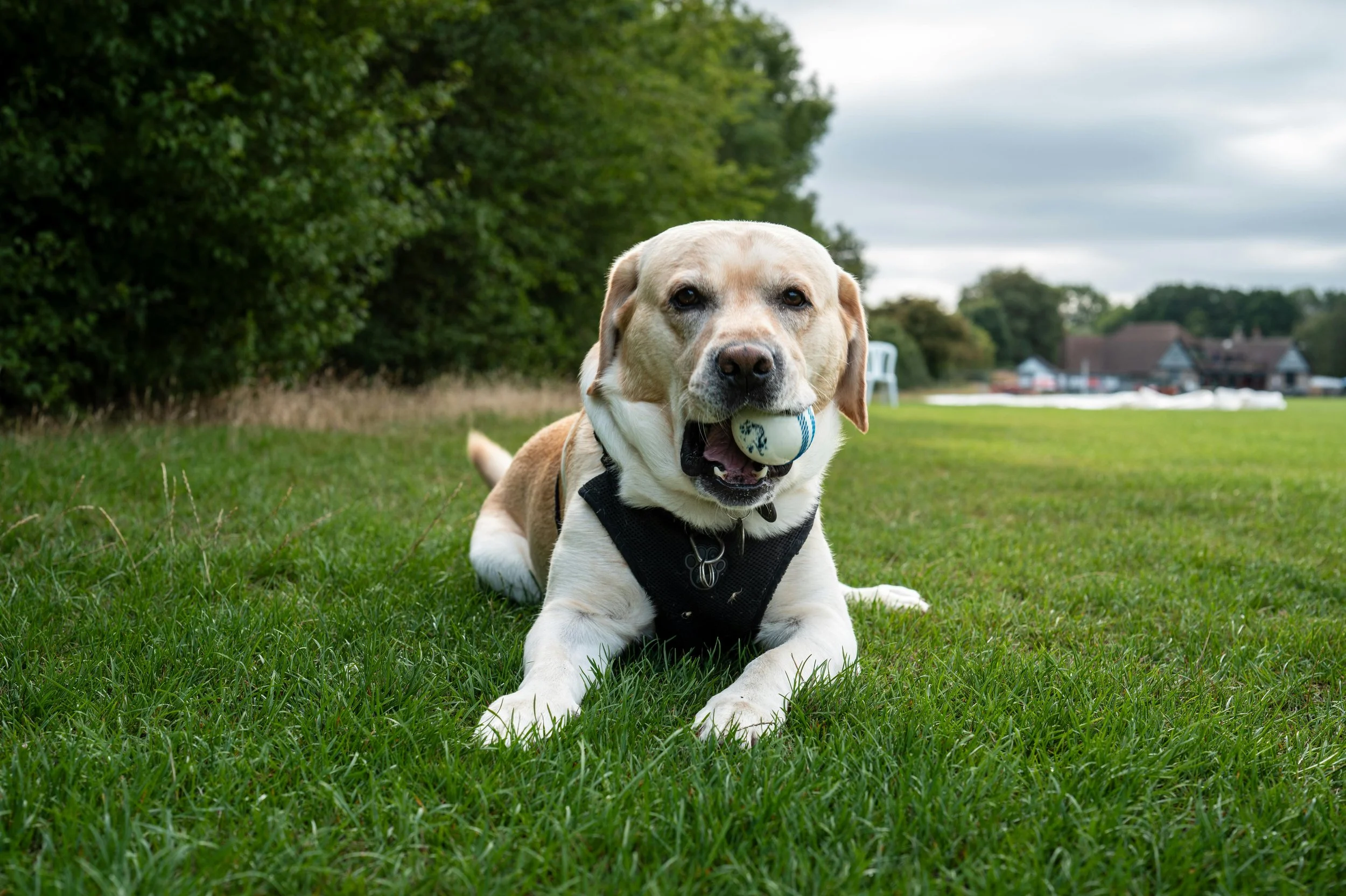 Labrador Retriever dog lying on grass holding a tennis ball in its mouth, wearing a harness in an outdoor park or field.