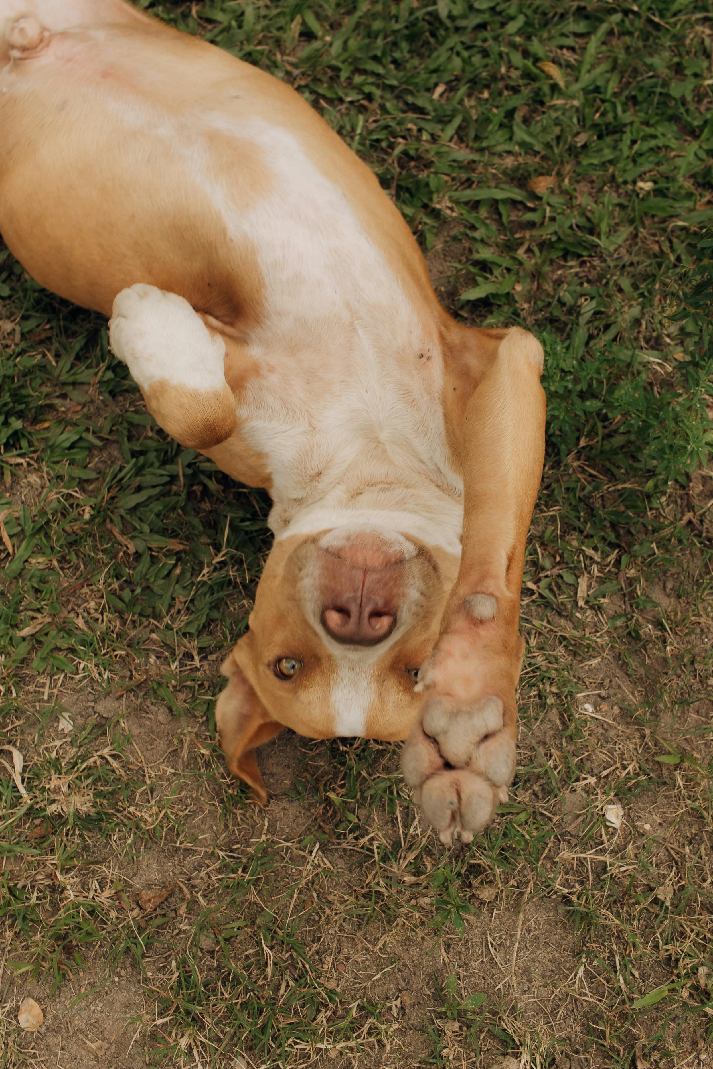 A tan and white dog lying on its back on grassy ground, looking up, with one paw raised towards the camera.