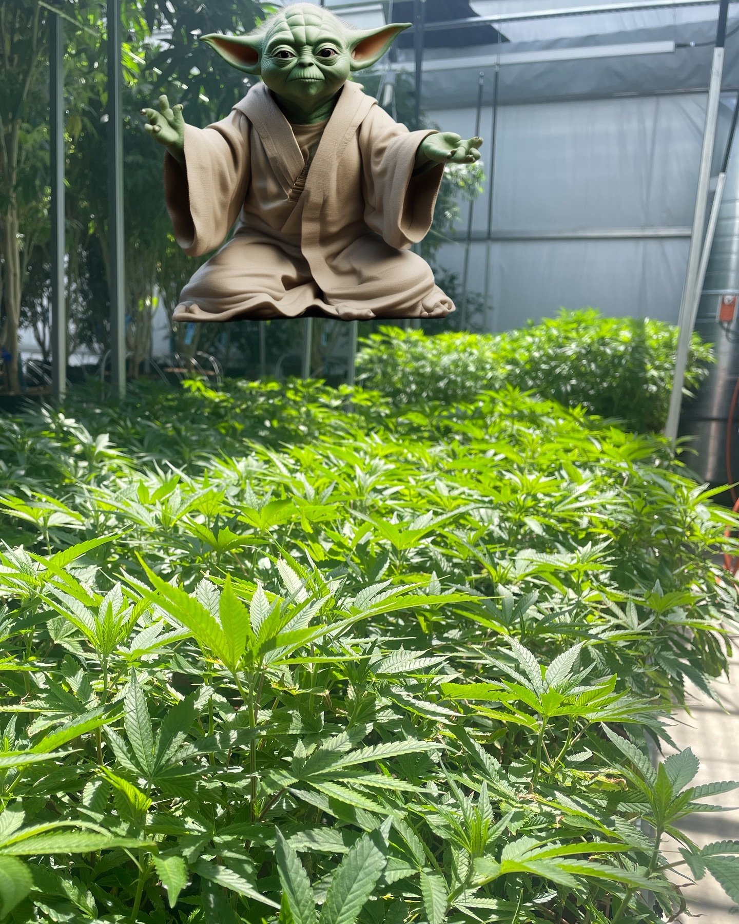 Unleashed, the clone army has been. May the 4th be with you.

#myndset  #cultivatingconsciousness #420 #sustainability#puremichigan  #craftcannabis #cannabis #tasty
#starwars #maythe4thbewithyou