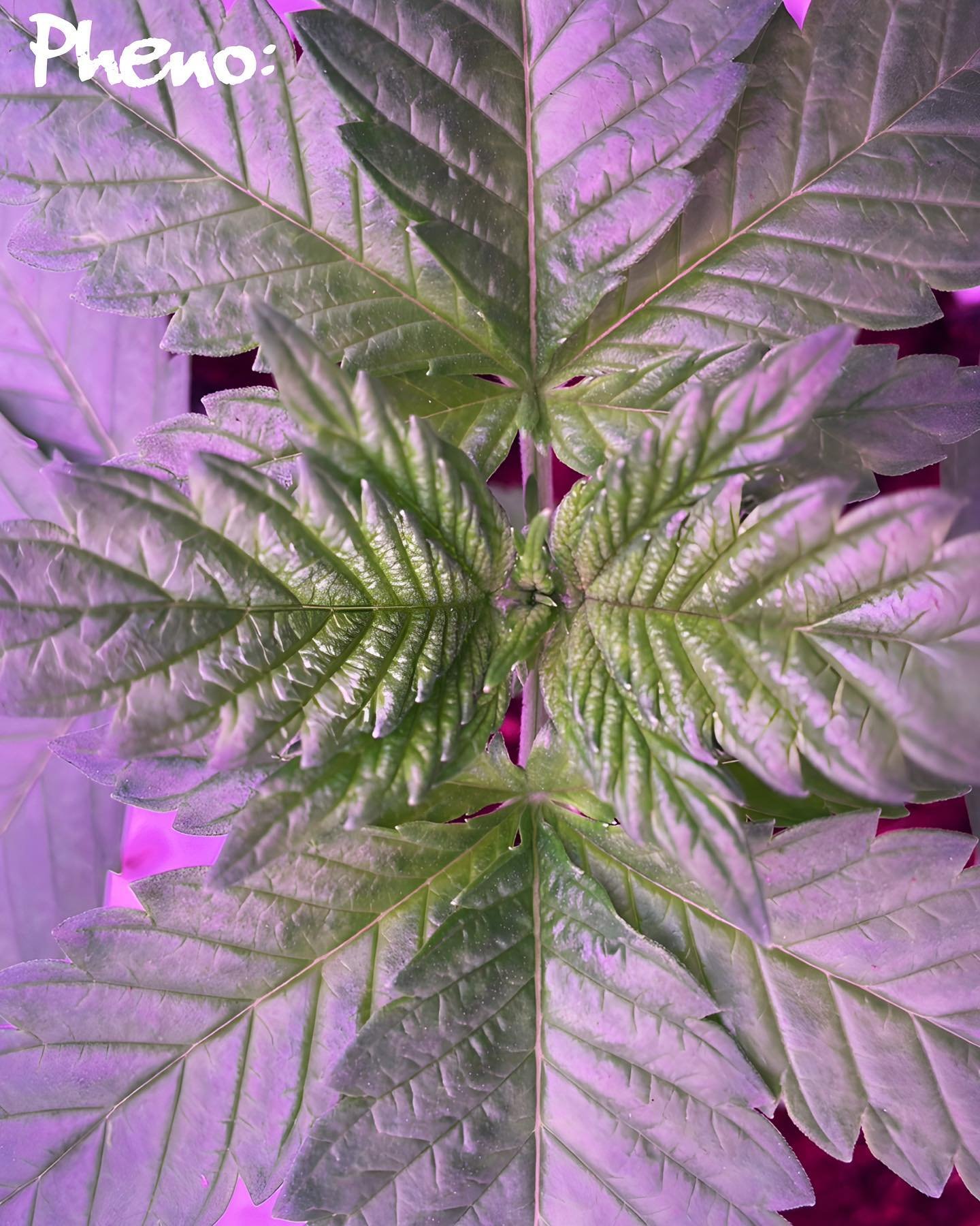 🌿✨New phenos:  love watching the thick indica leaves on this girl emerge - a living fractal.

#myndset  #cultivatingconsciousness #420 #sustainability#puremichigan  #craftcannabis #cannabis #pheno