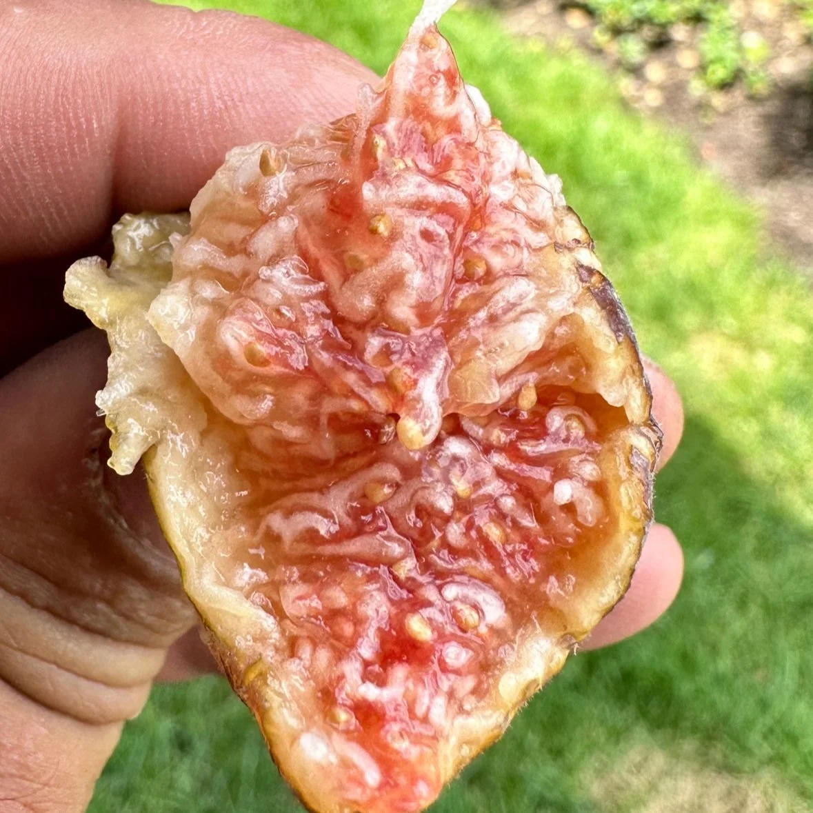 Close-up of a hand holding a ripe, open fig fruit showing its pink, pulpy interior with seeds. The background is a grassy area.