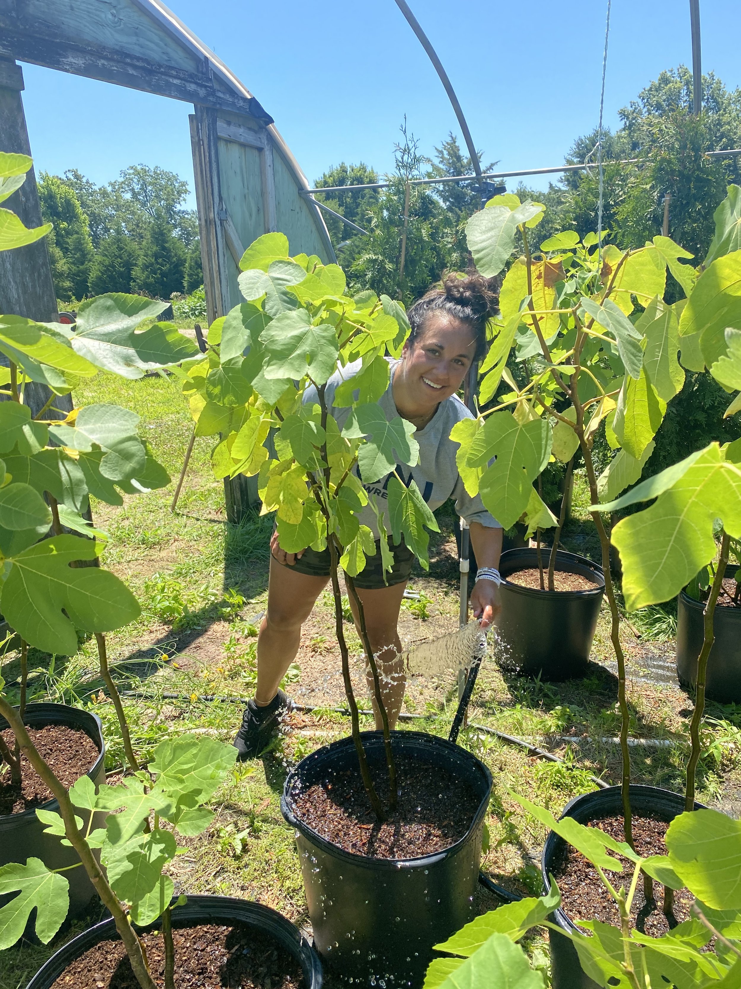 A person watering fig trees in a greenhouse setting with bright green leaves and pots.