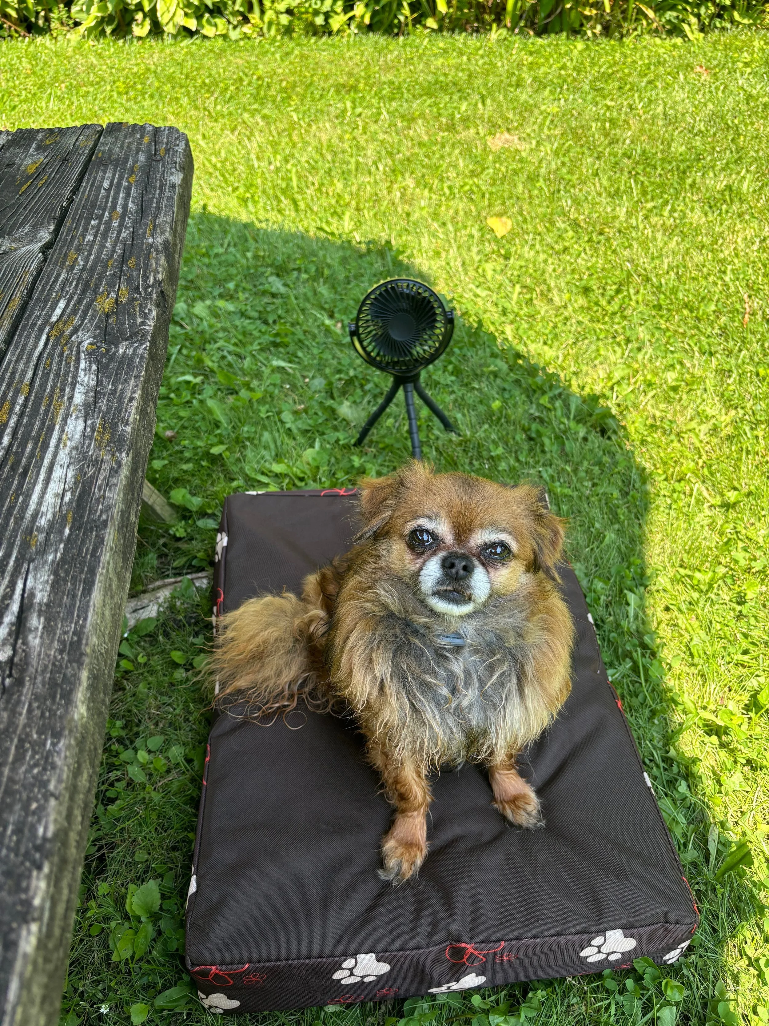 Hot Dogs only on the grill this Summer please