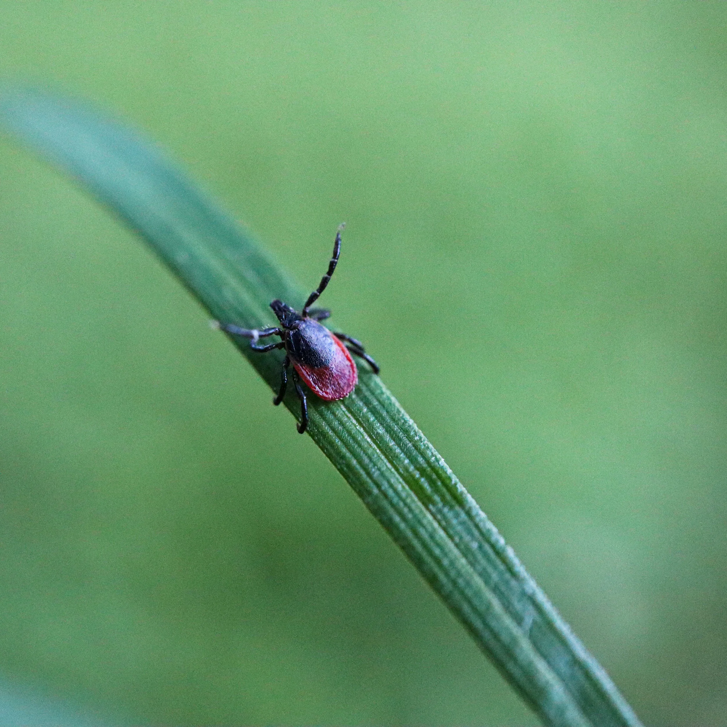Ticks on the Trail: Keeping Your Pup Safe in Gages Lake