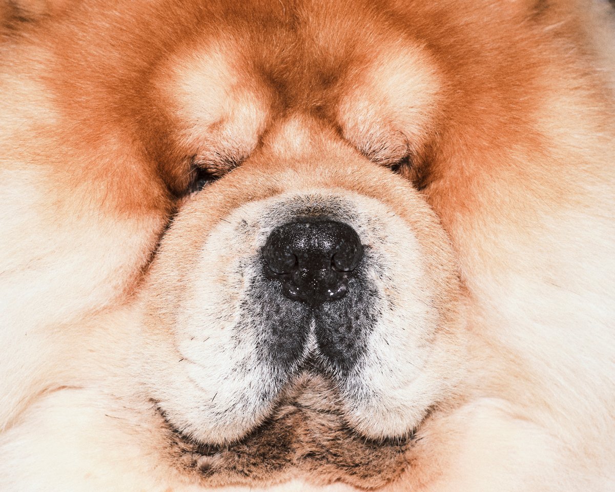 best-in-show--241.jpg