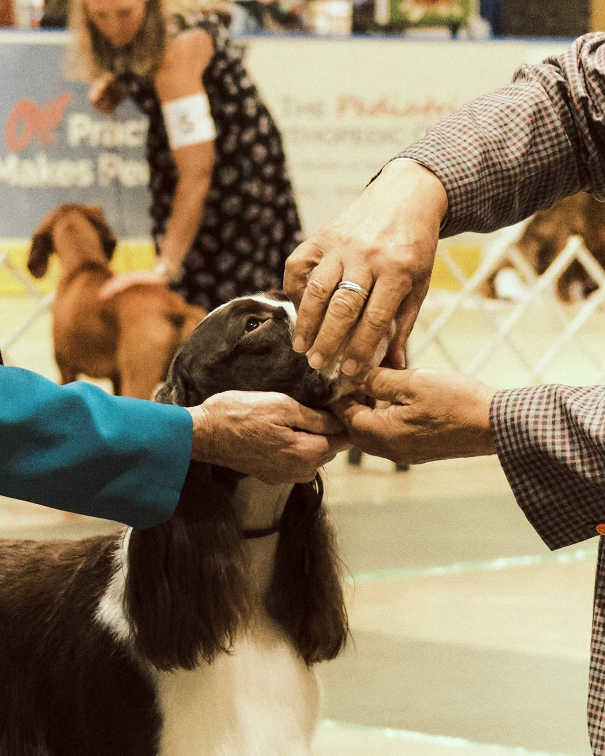 best-in-show--284.jpg