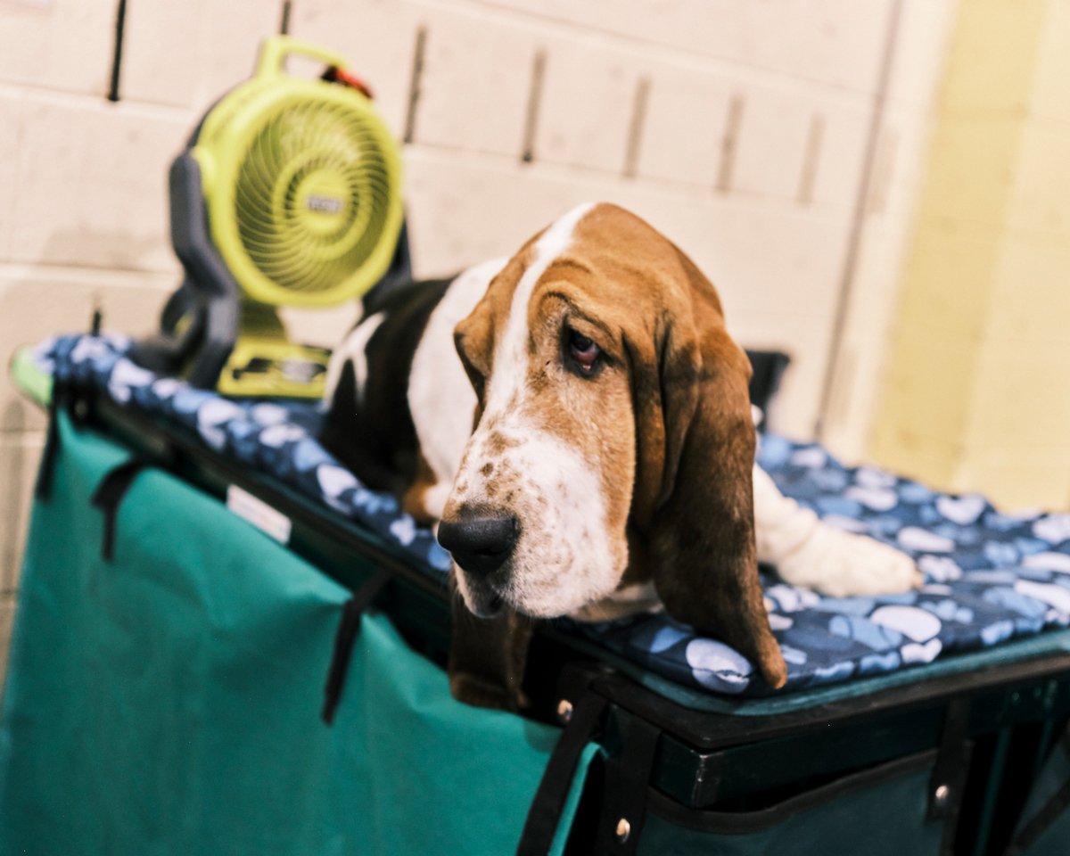 best-in-show--37-1.jpg