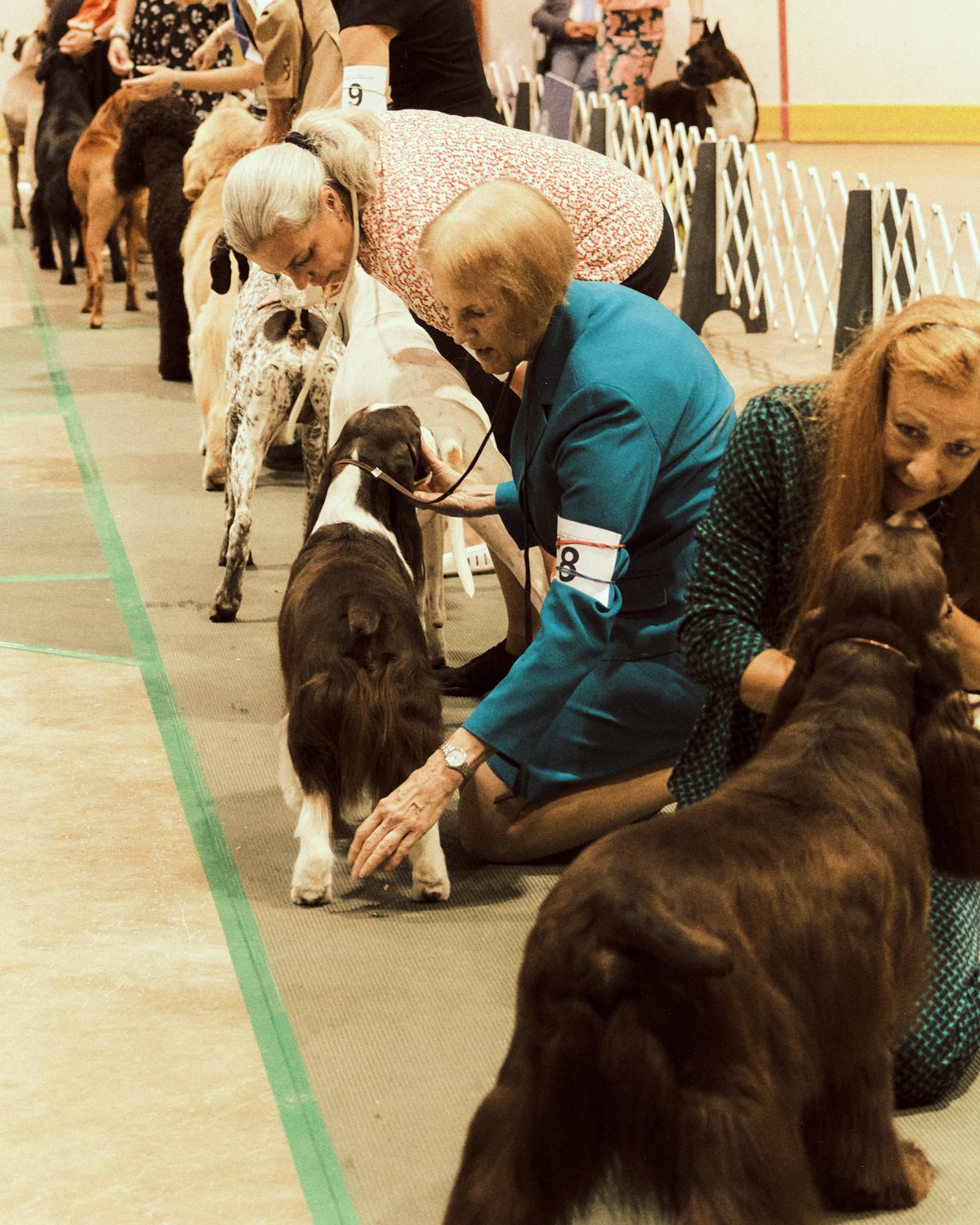 best-in-show--290.jpg