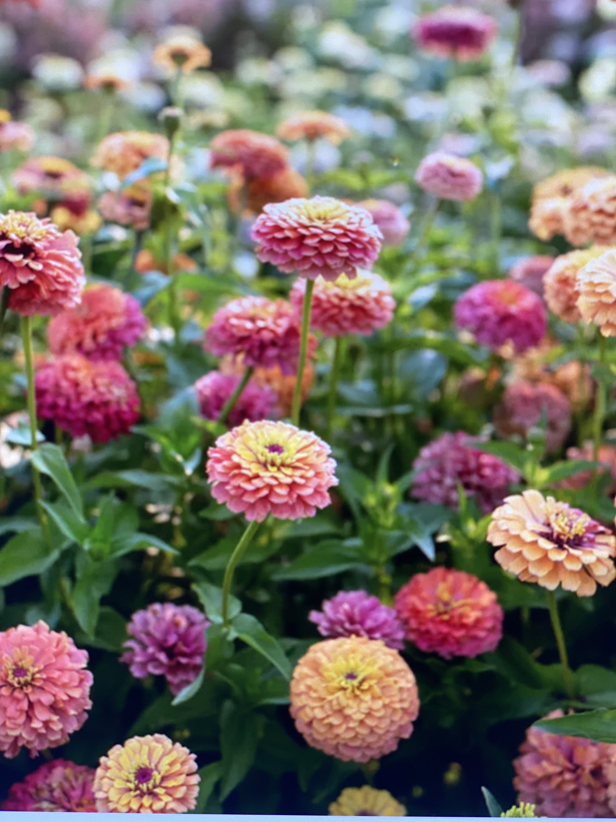 Zinnia Bunch