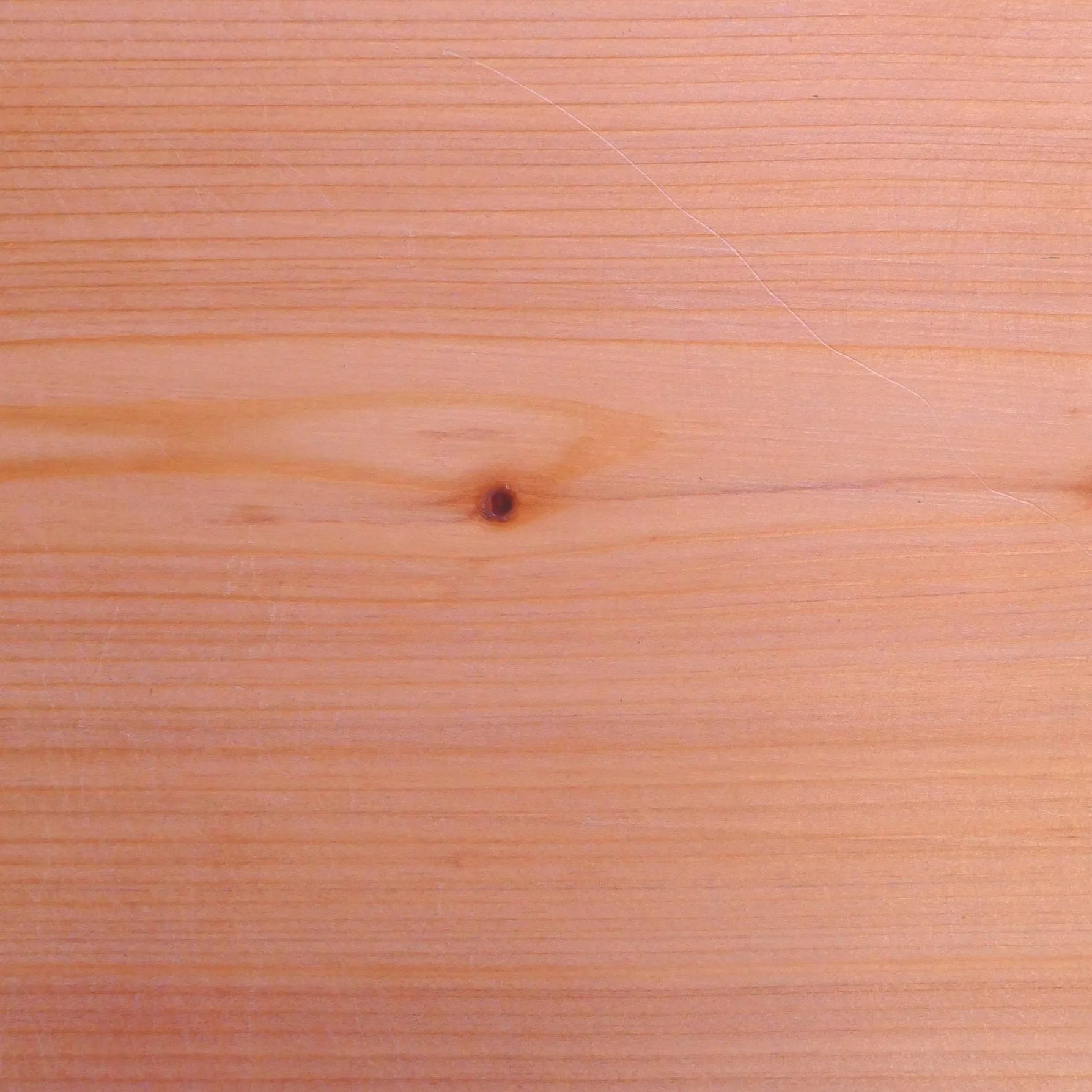 White Atlantic Cedar
